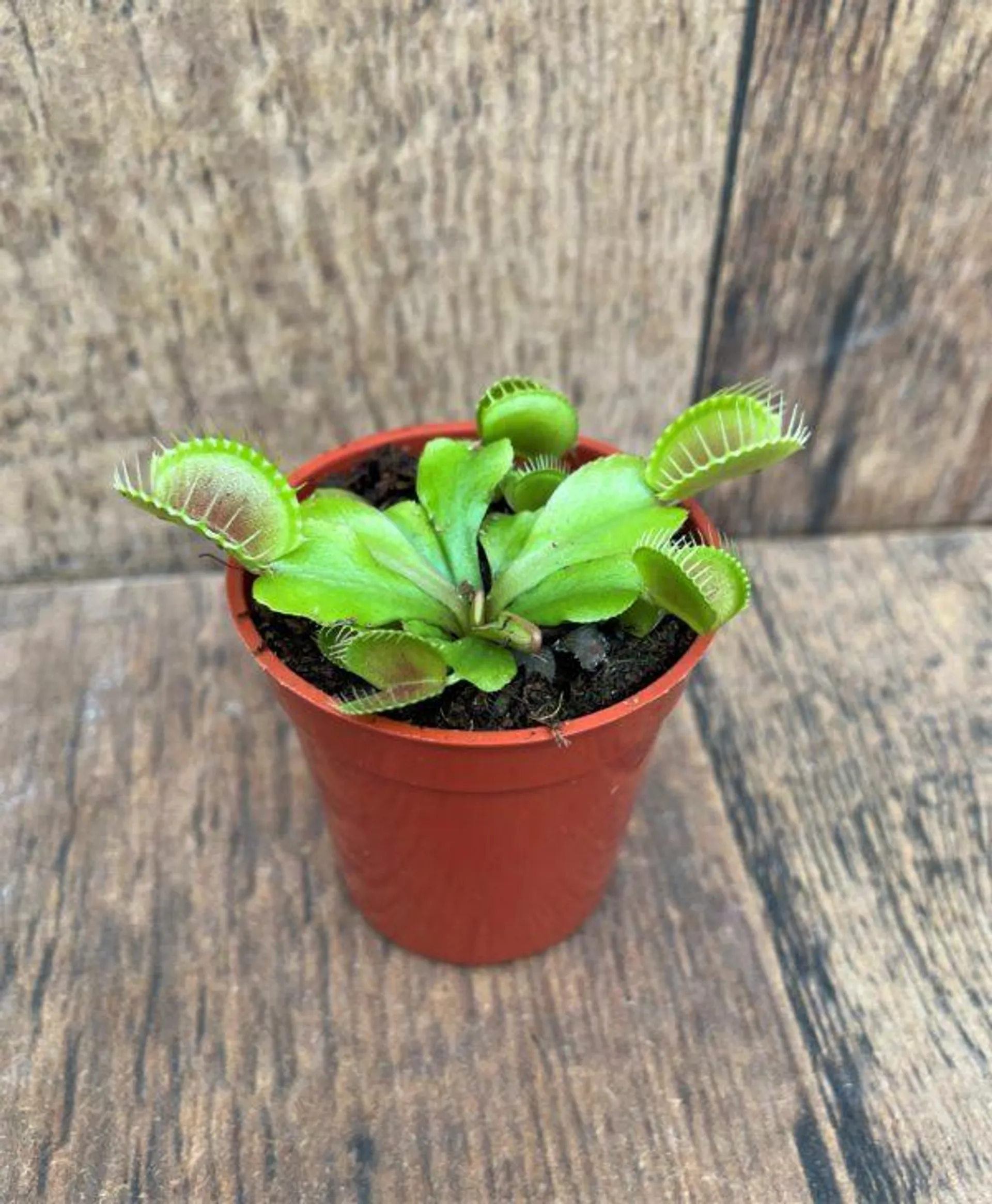 Venus Fly Trap (2.25″ pot)