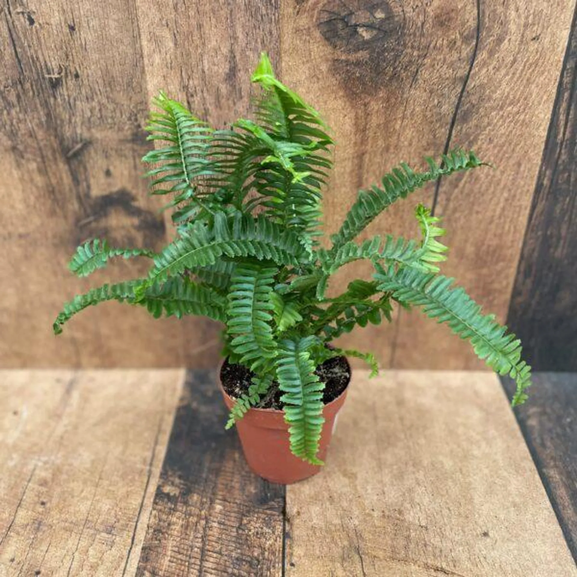 Ferns (4″ pot)