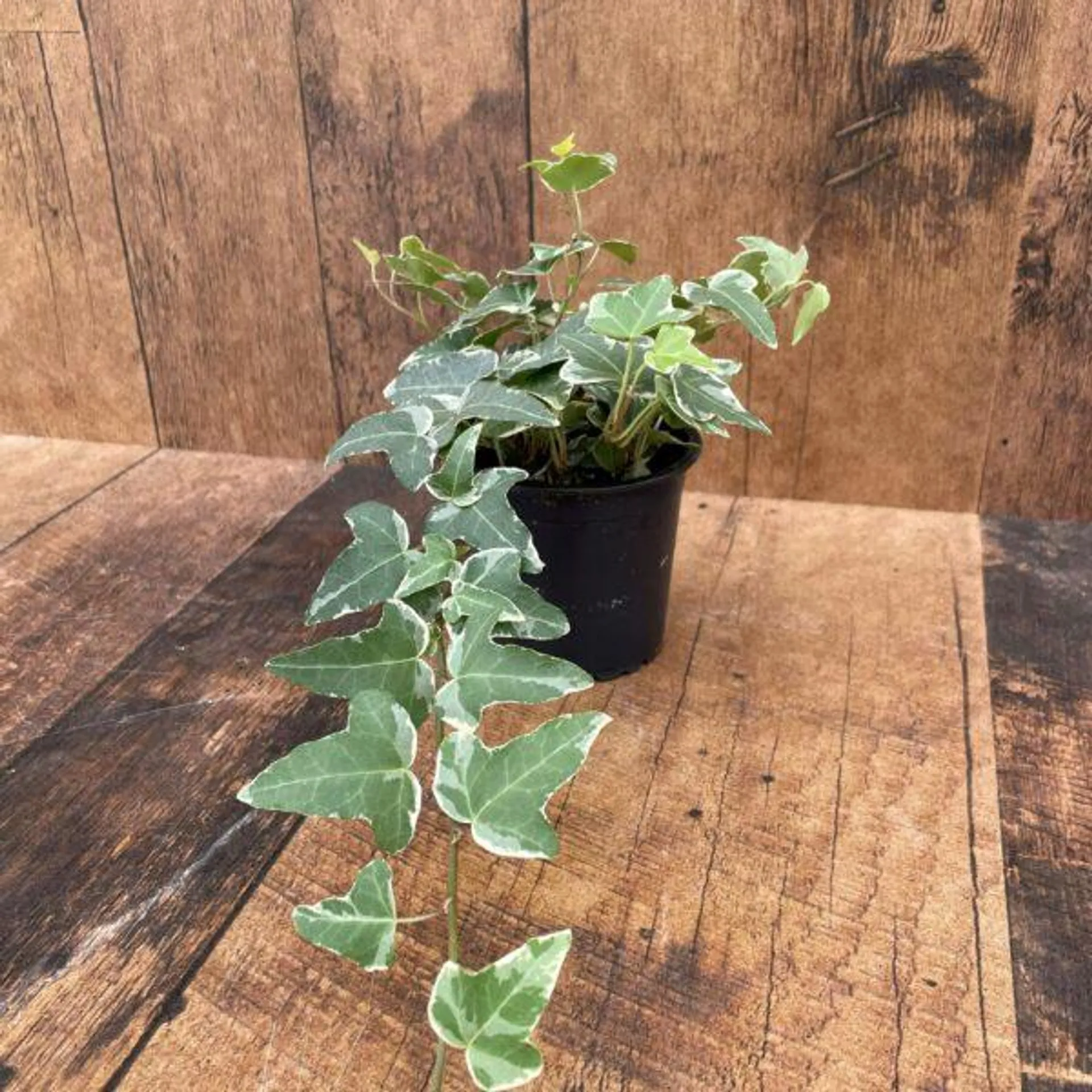 Ivies (4″ pot)