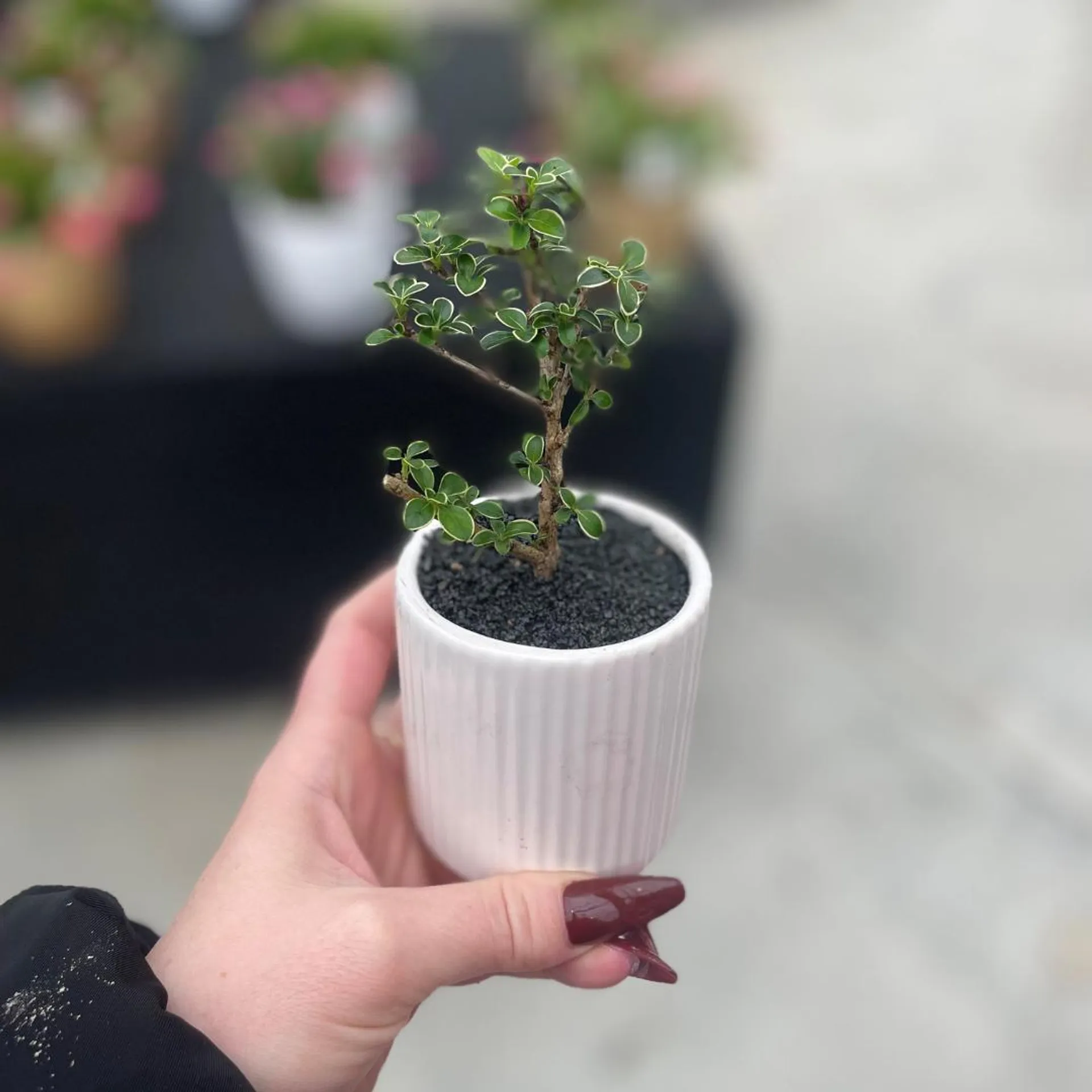 3″ Mini Serissa Bonsai