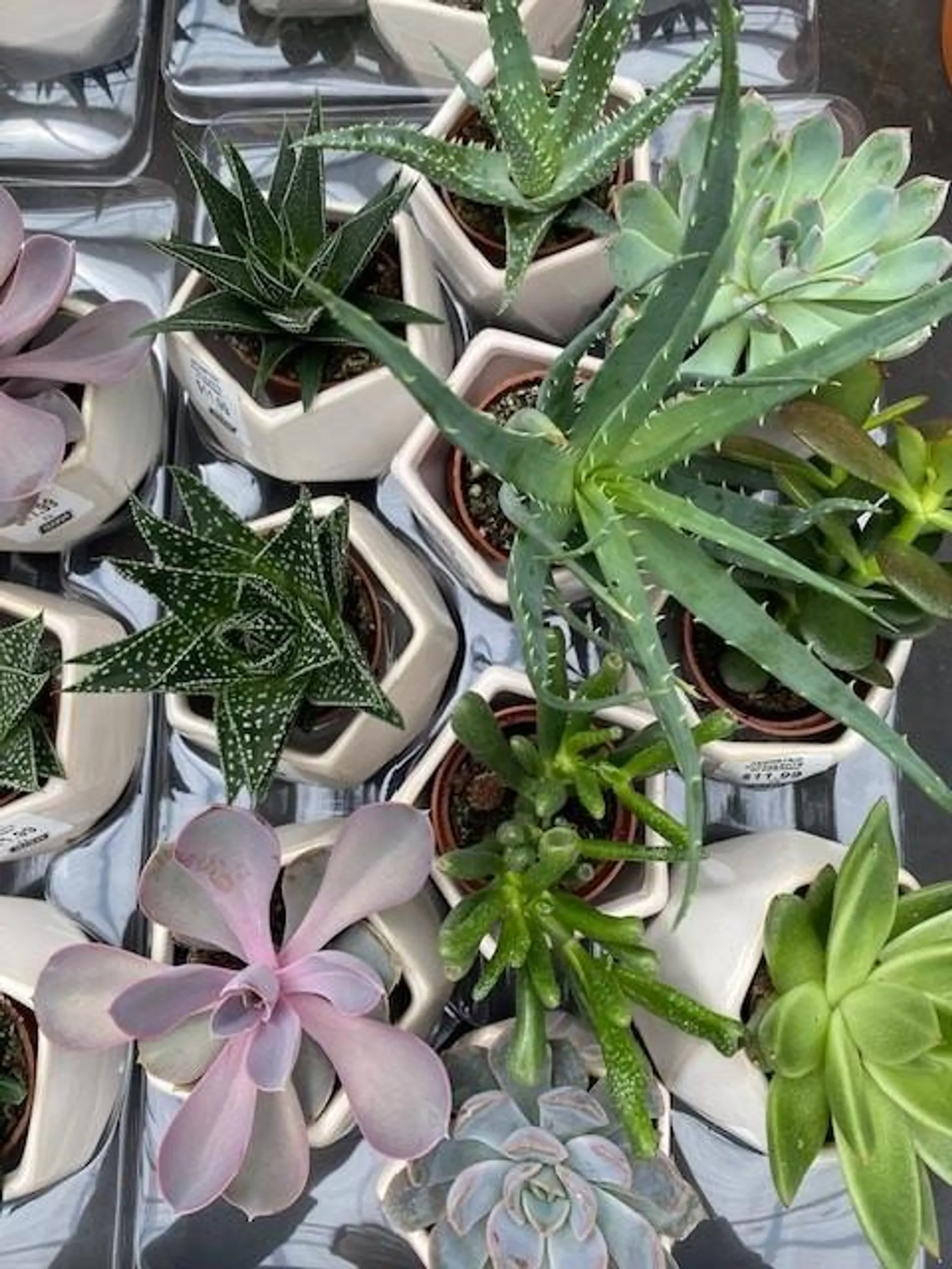 2.5″ Succulent in Geometric Ceramic (Grower’s Choice)