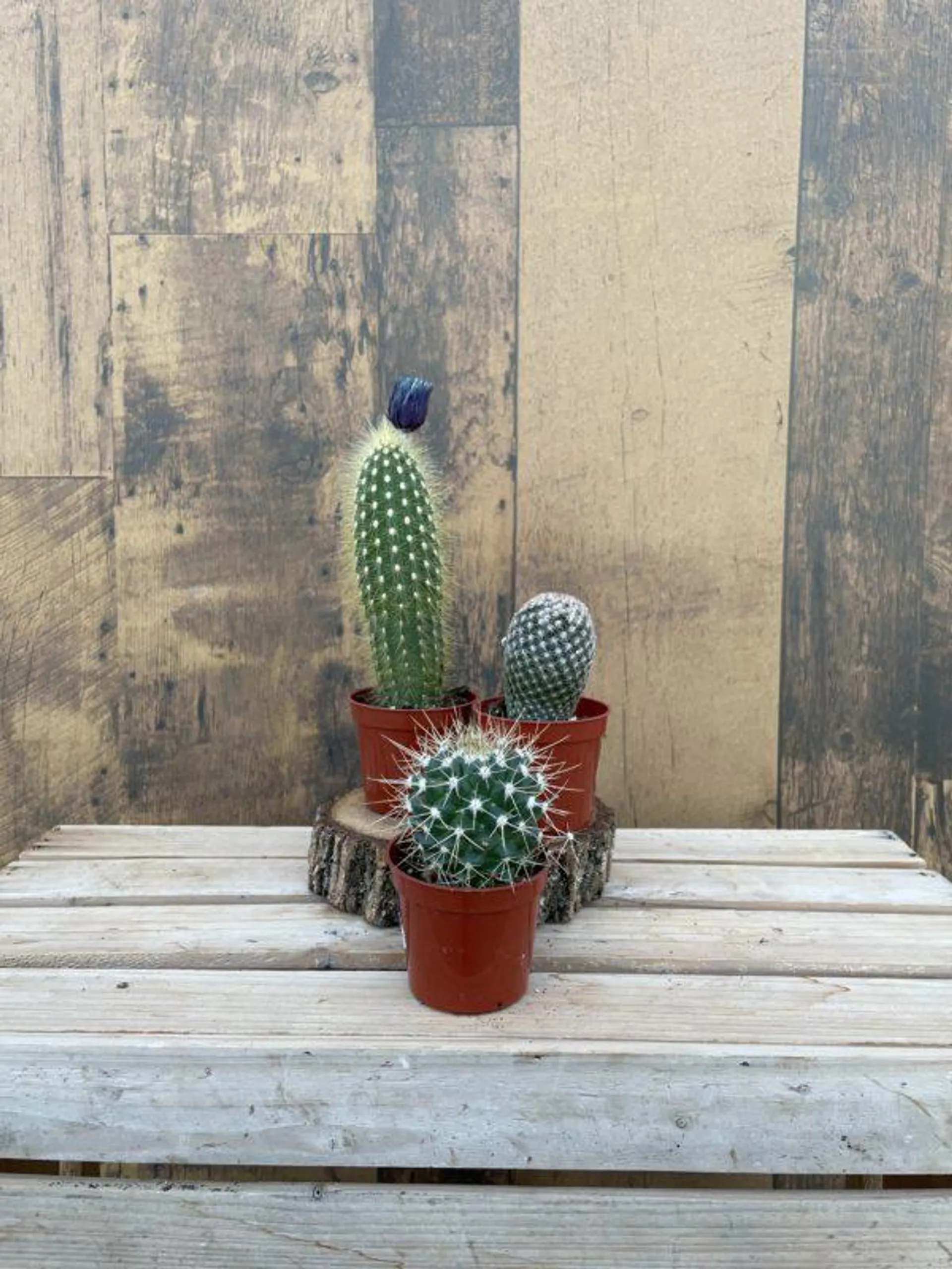 Cactus Assortment – Pack 3