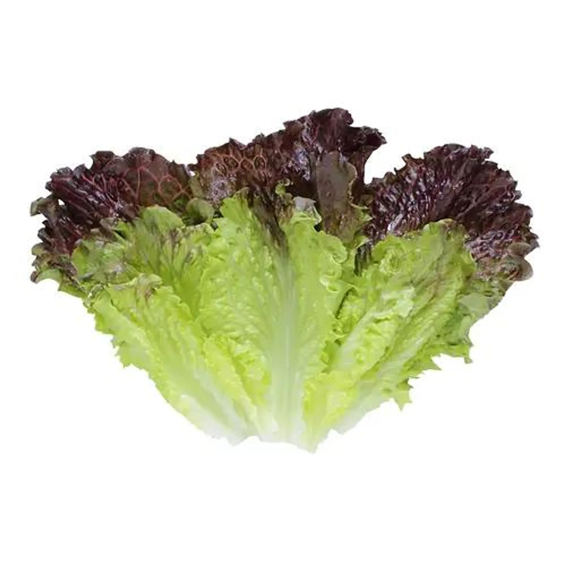 Leaf Lettuce