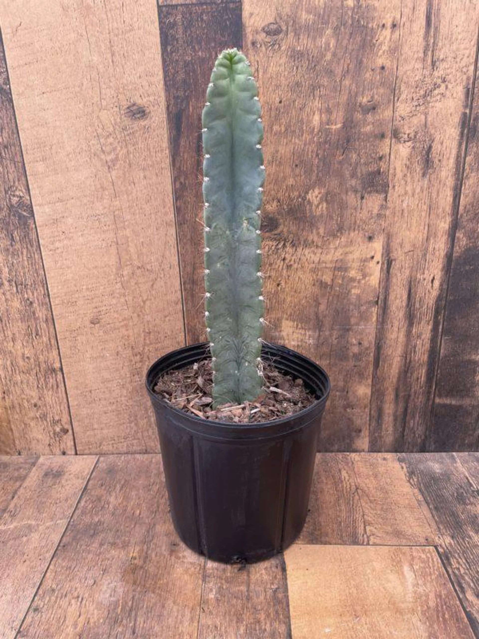 Cereus Peruvianus (Peruvian Cactus) (10″ pot)