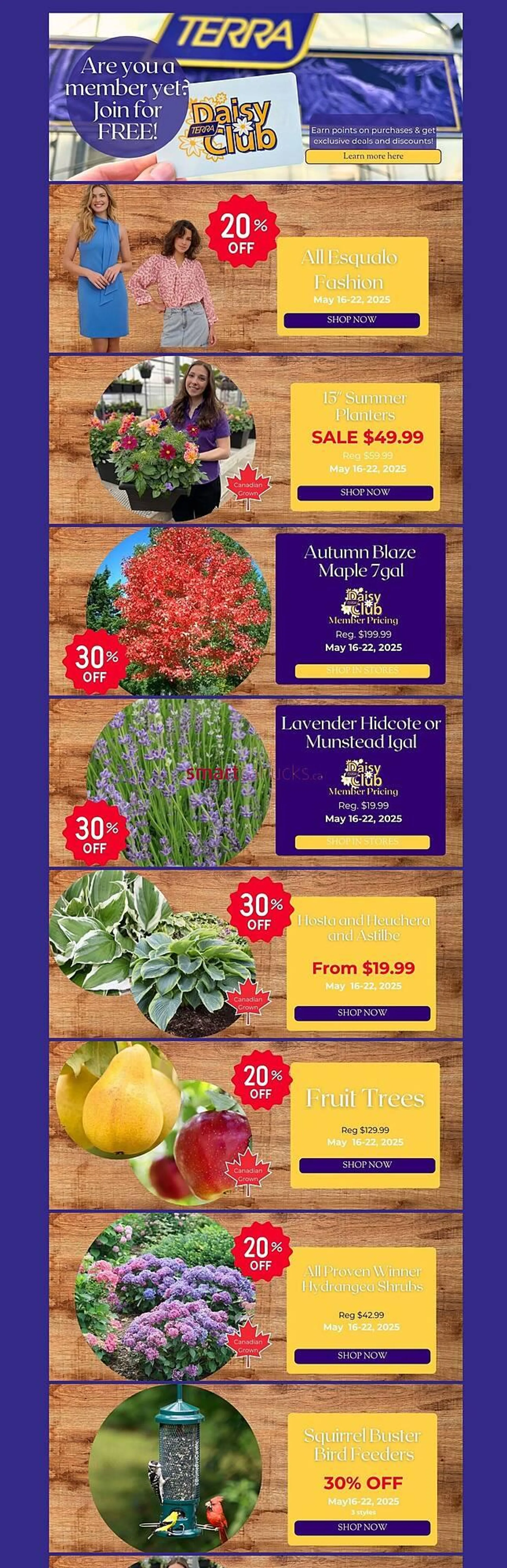 Terra Green Houses flyer - 1