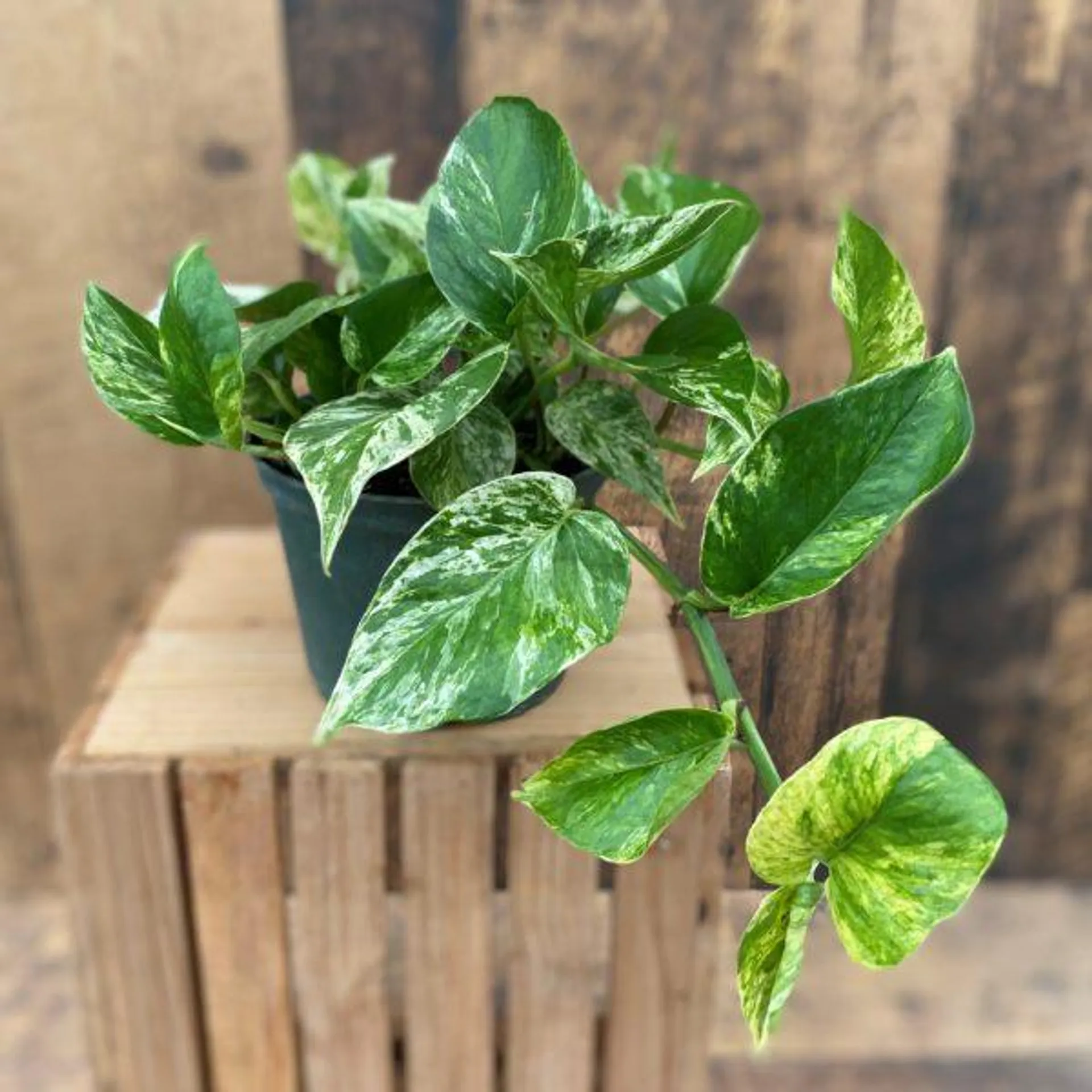 Pothos ‘Marble Queen’ (multiple sizes available)