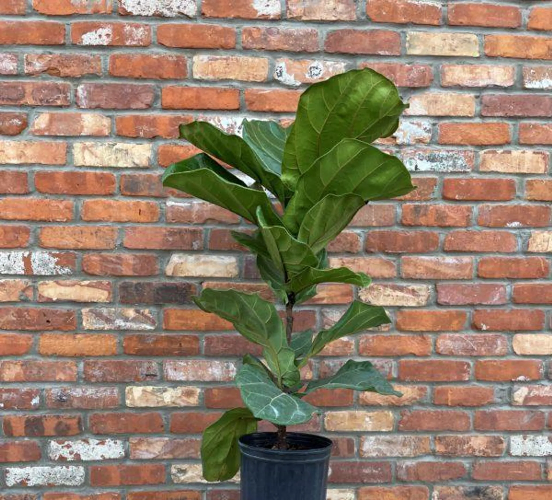 Fiddle Leaf Fig Standard (10″ pot)