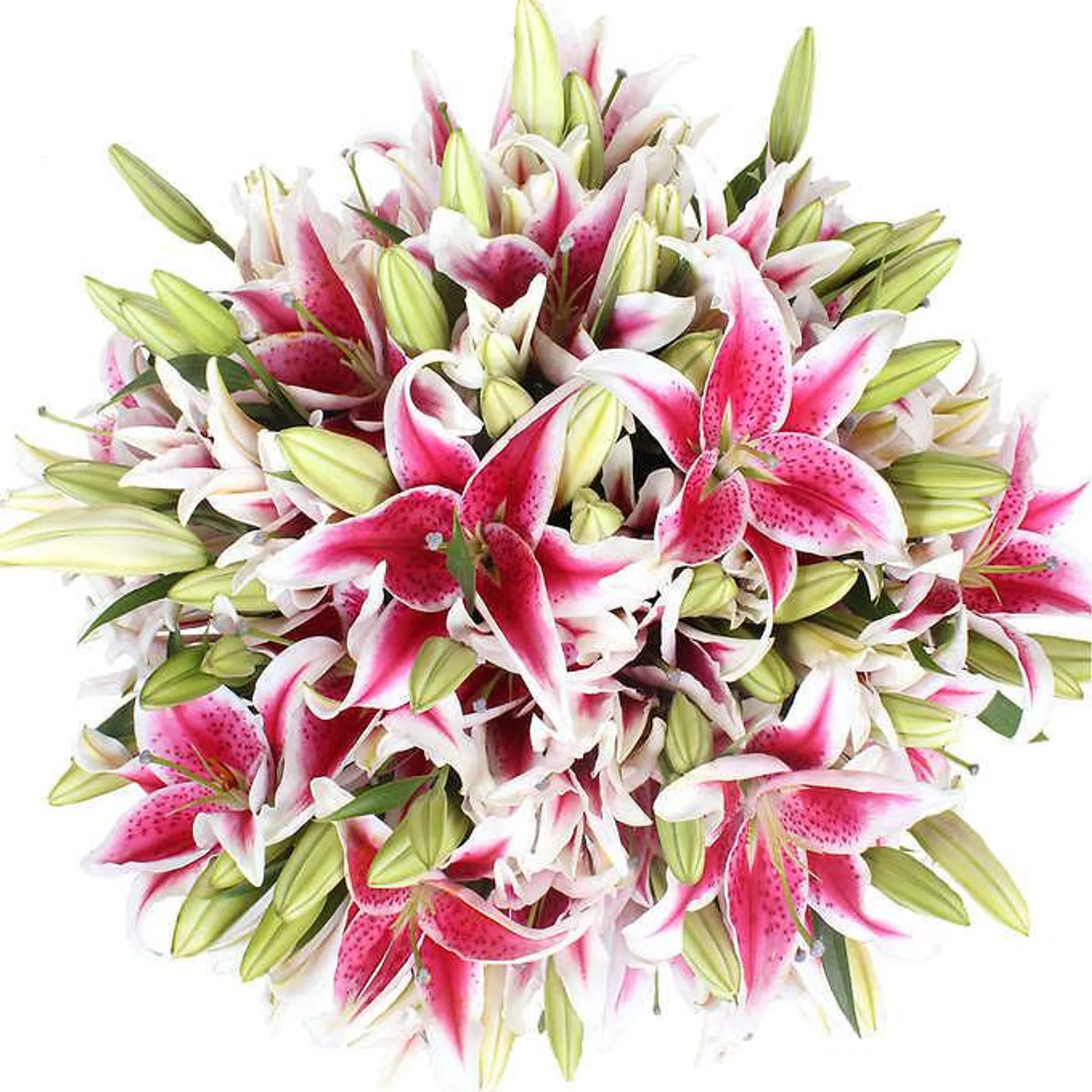 Oriental Lily, 50 Stems