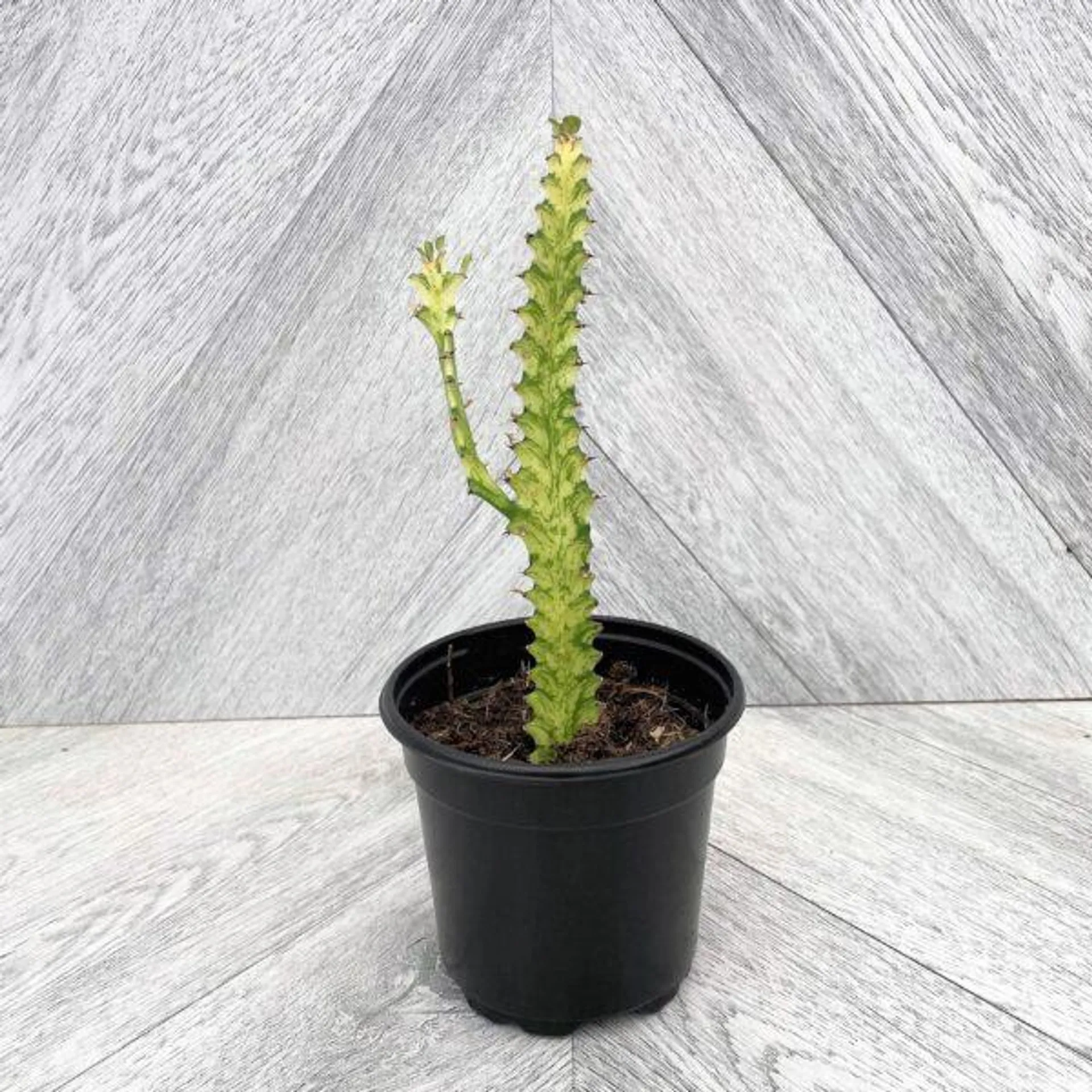 Euphorbia Trigona (Variegated Cactus)