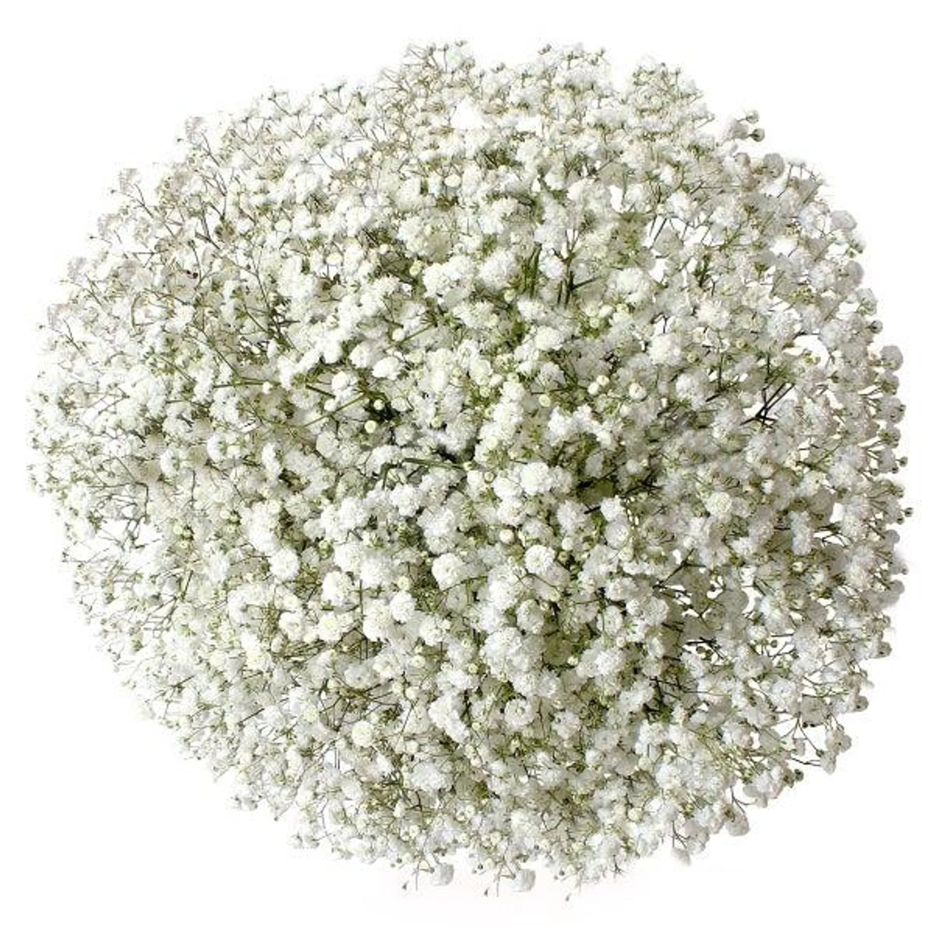 Bulk Baby’s Breath, 120 Stems