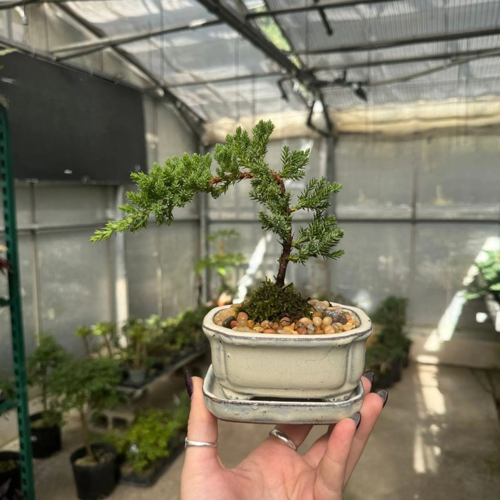 4″ Juniper Bonsai