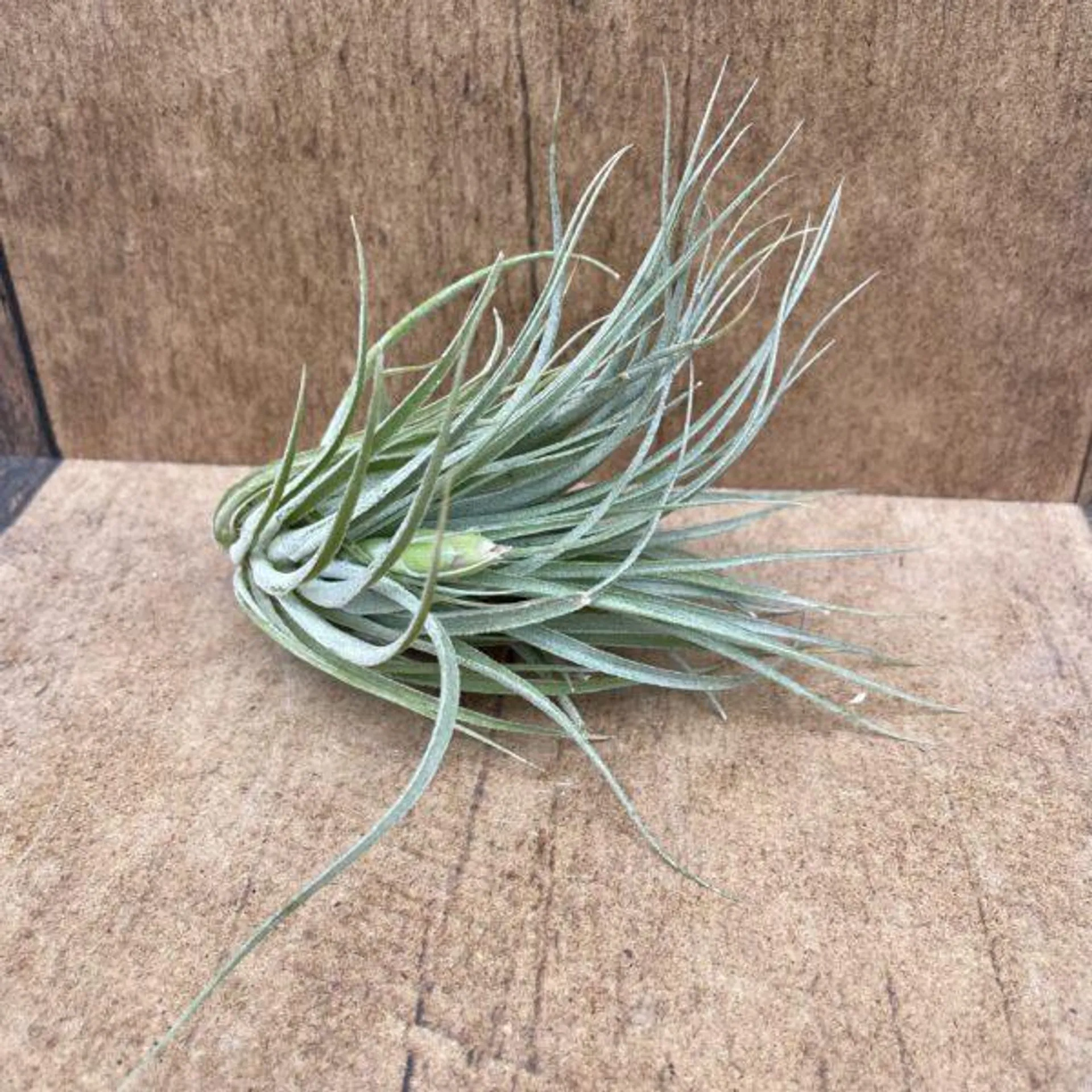 Stricta Green Clump Air Plant