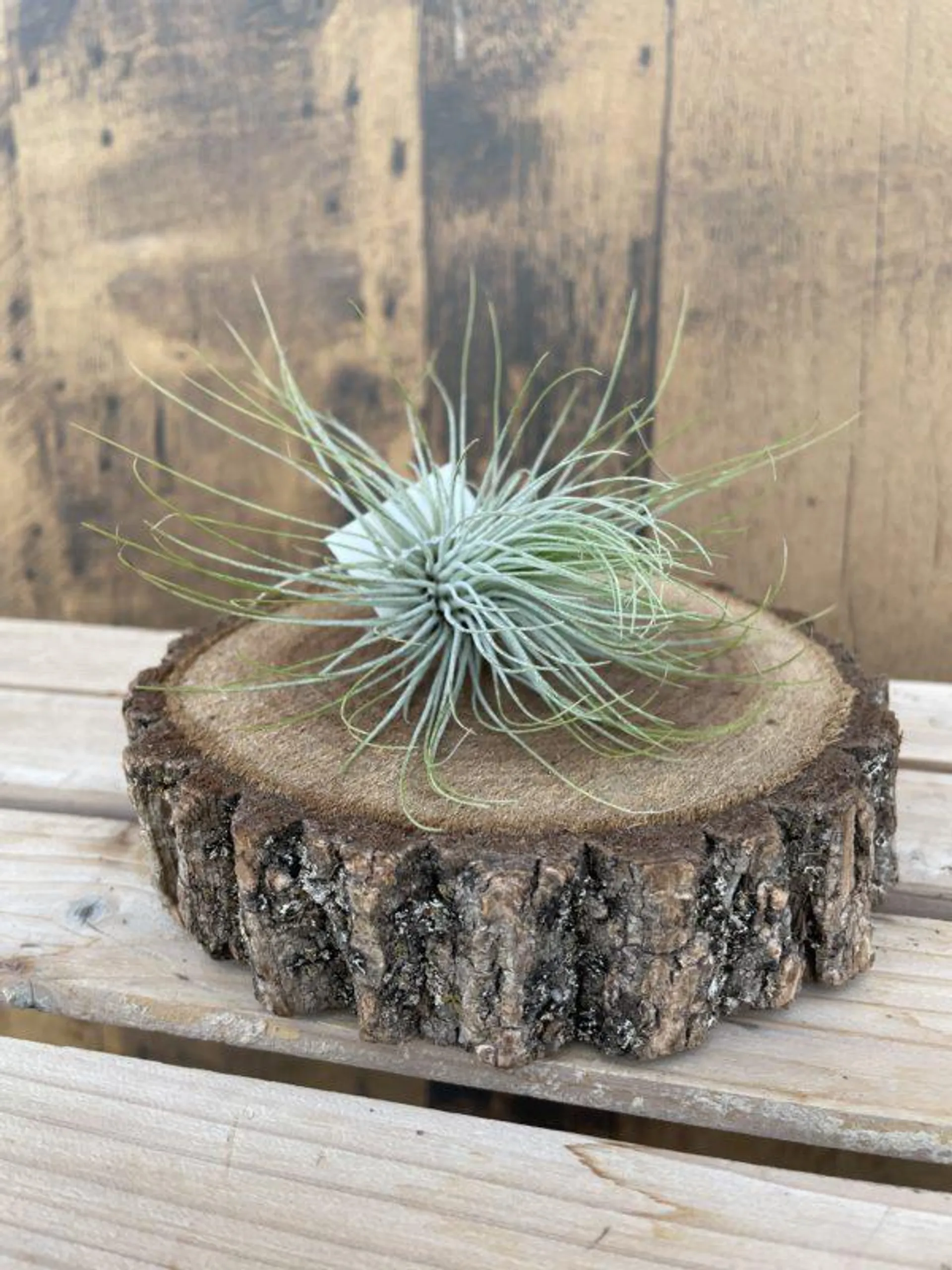 Andreana Air Plant