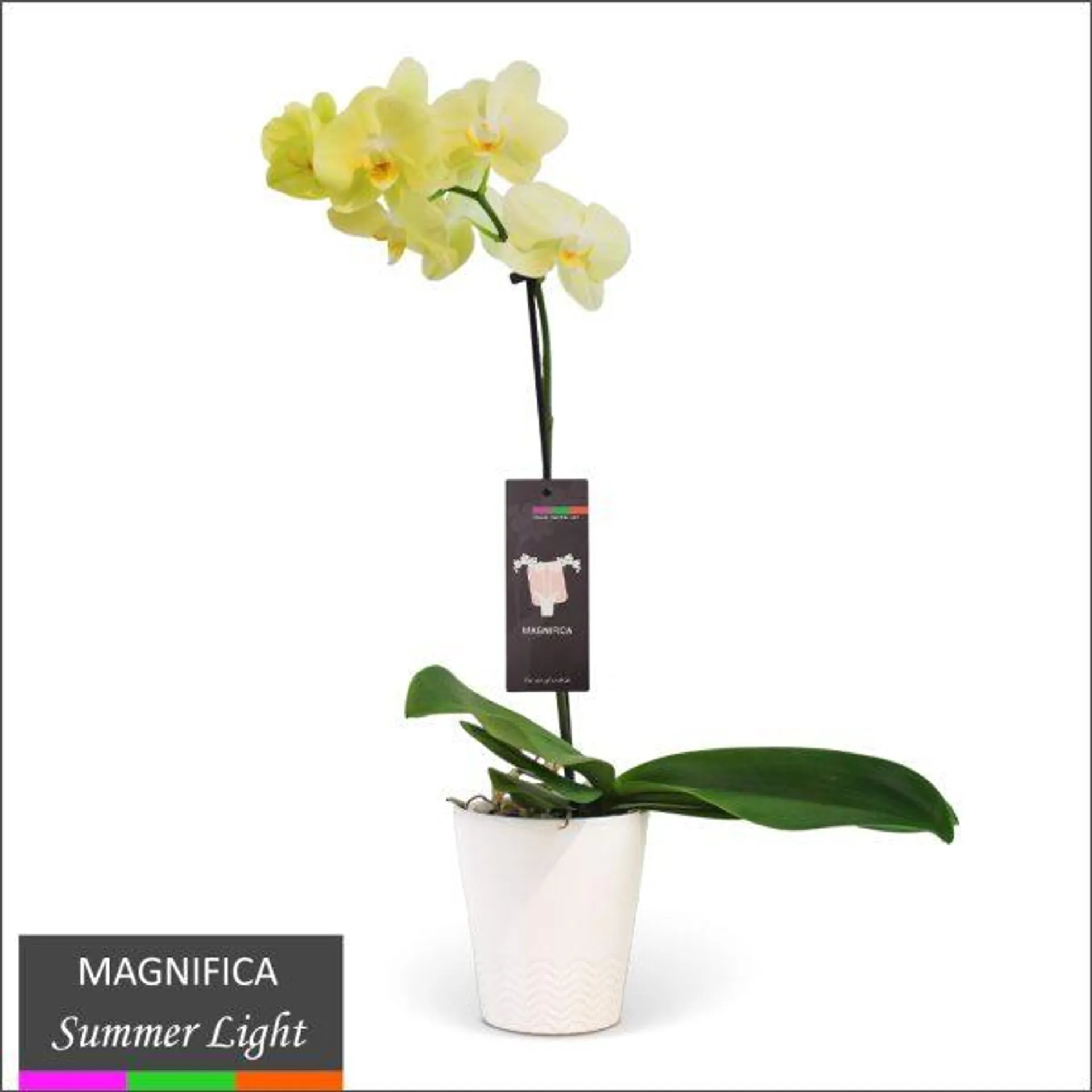 Magnifica Orchid – Single Spike in Ceramic Pot