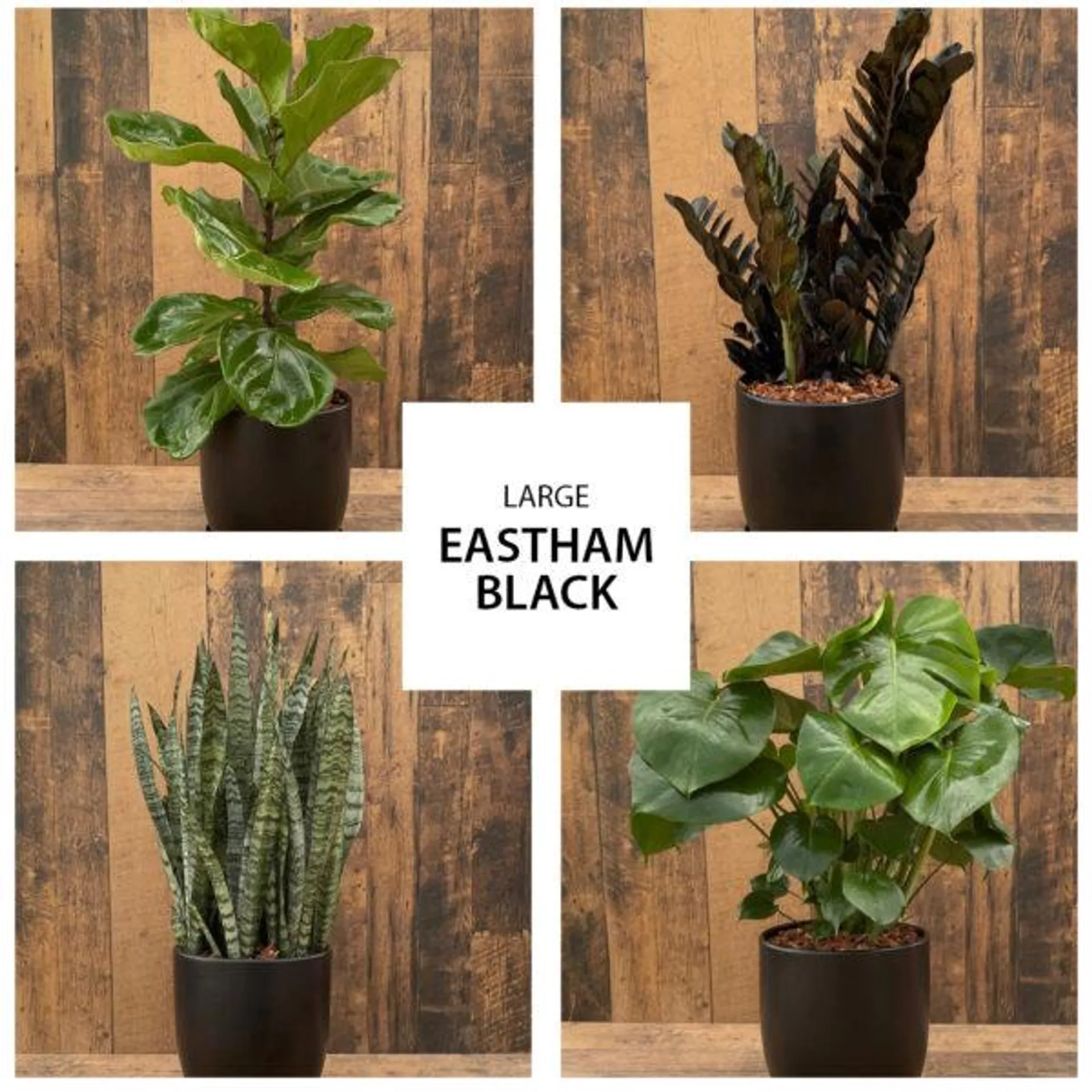 Eastham Black Urban Tropical Collection (large)