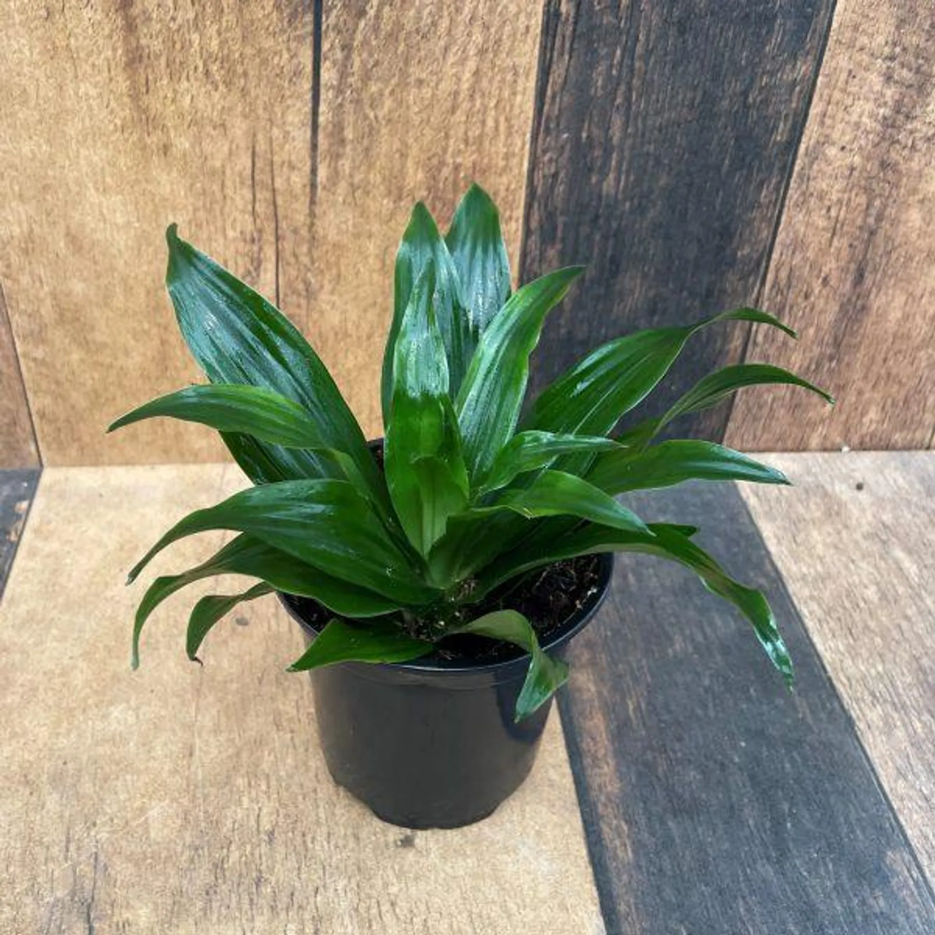 Dracaena – Janet Craig (4″ pot)