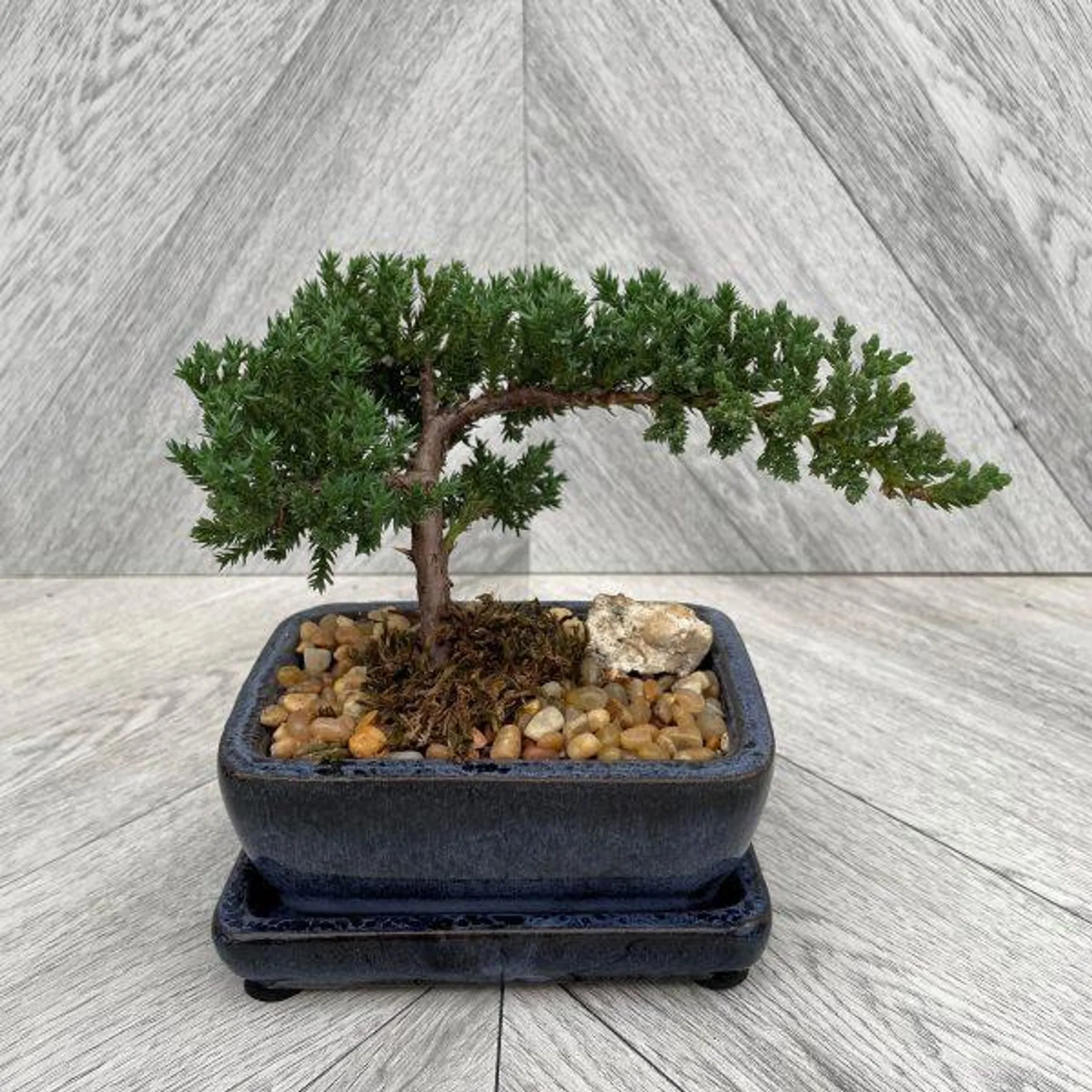 Bonsai Juniper (5 Inch)