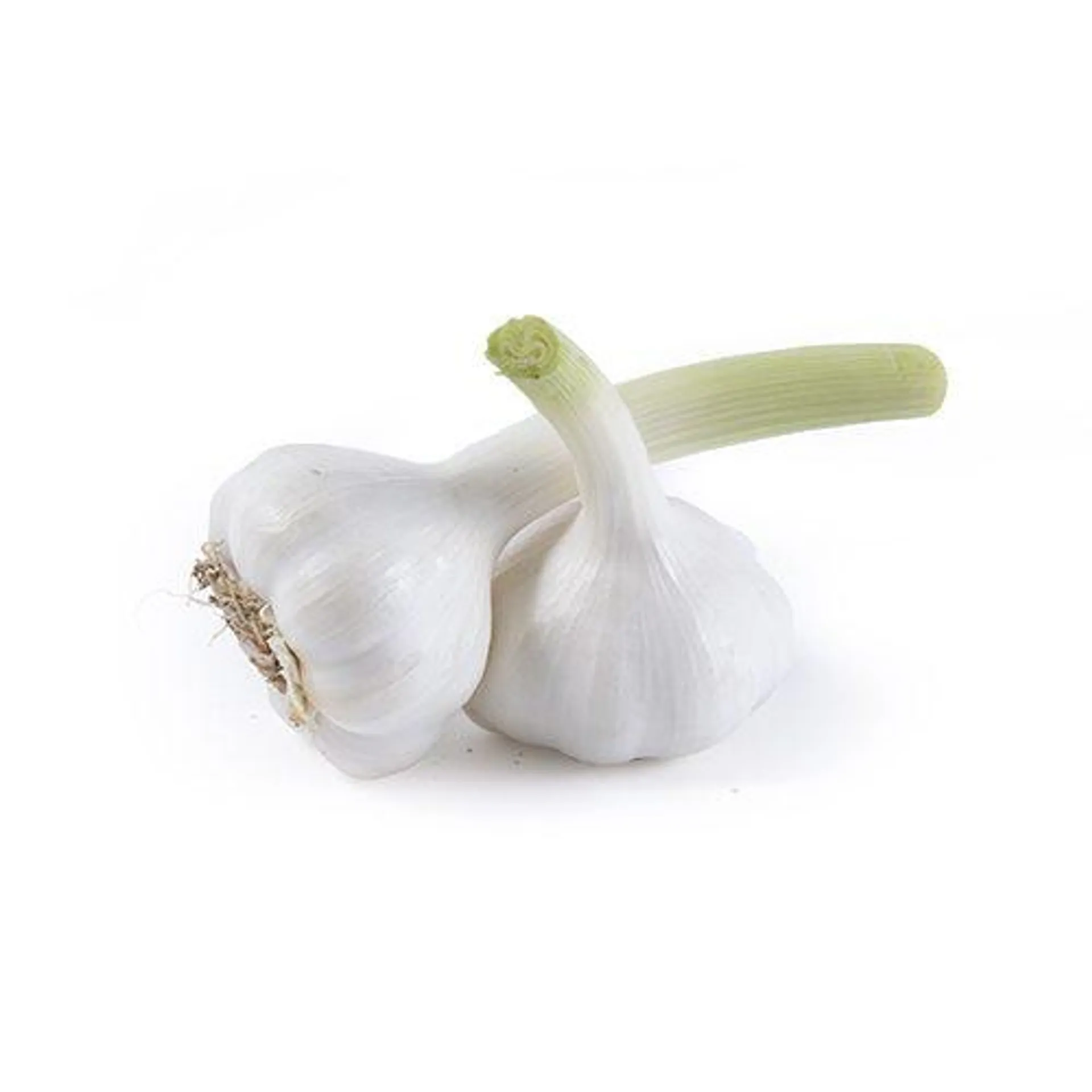 Fresh Garlic