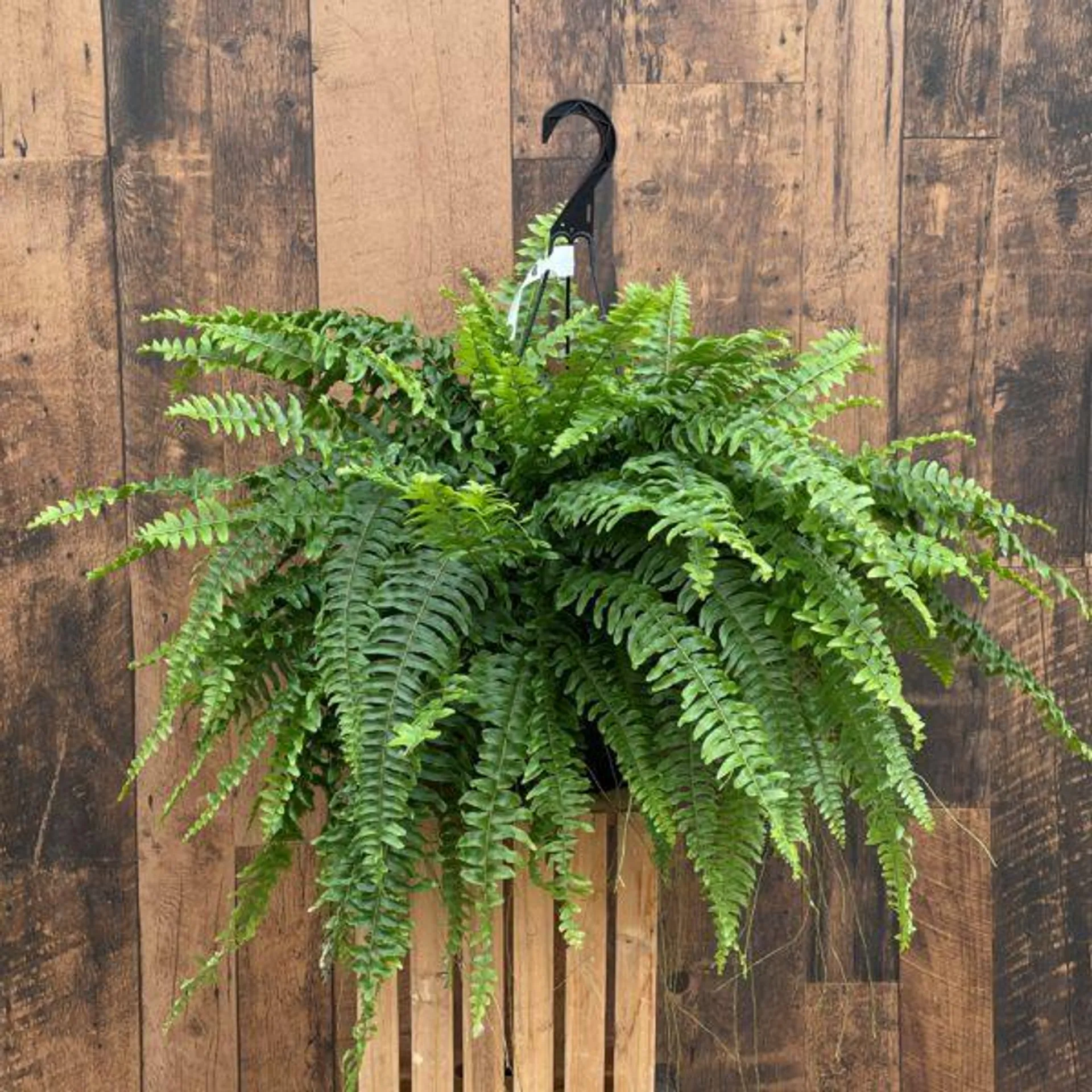 10″ Boston Fern Hanging Basket