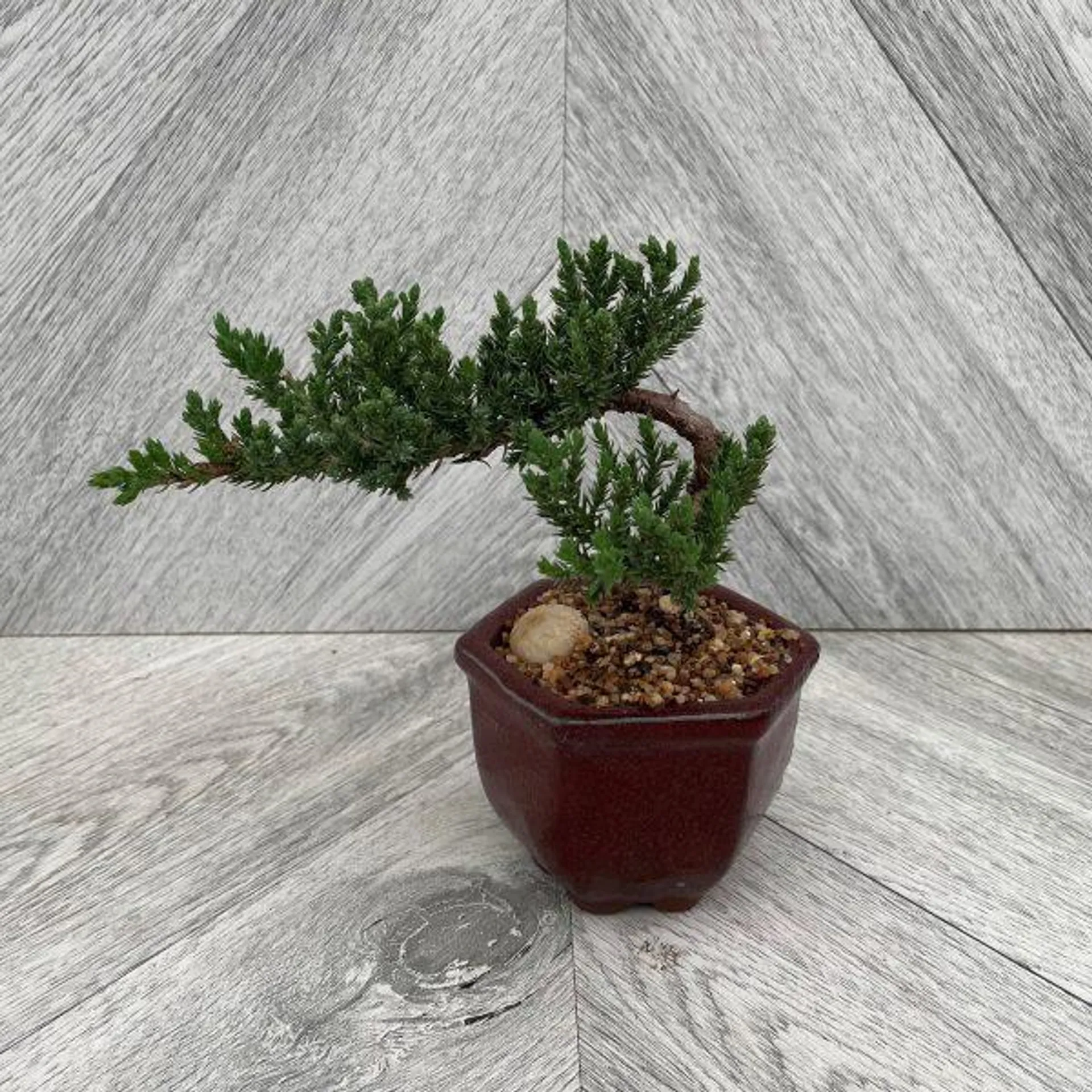 Bonsai Juniper (3 Inch)