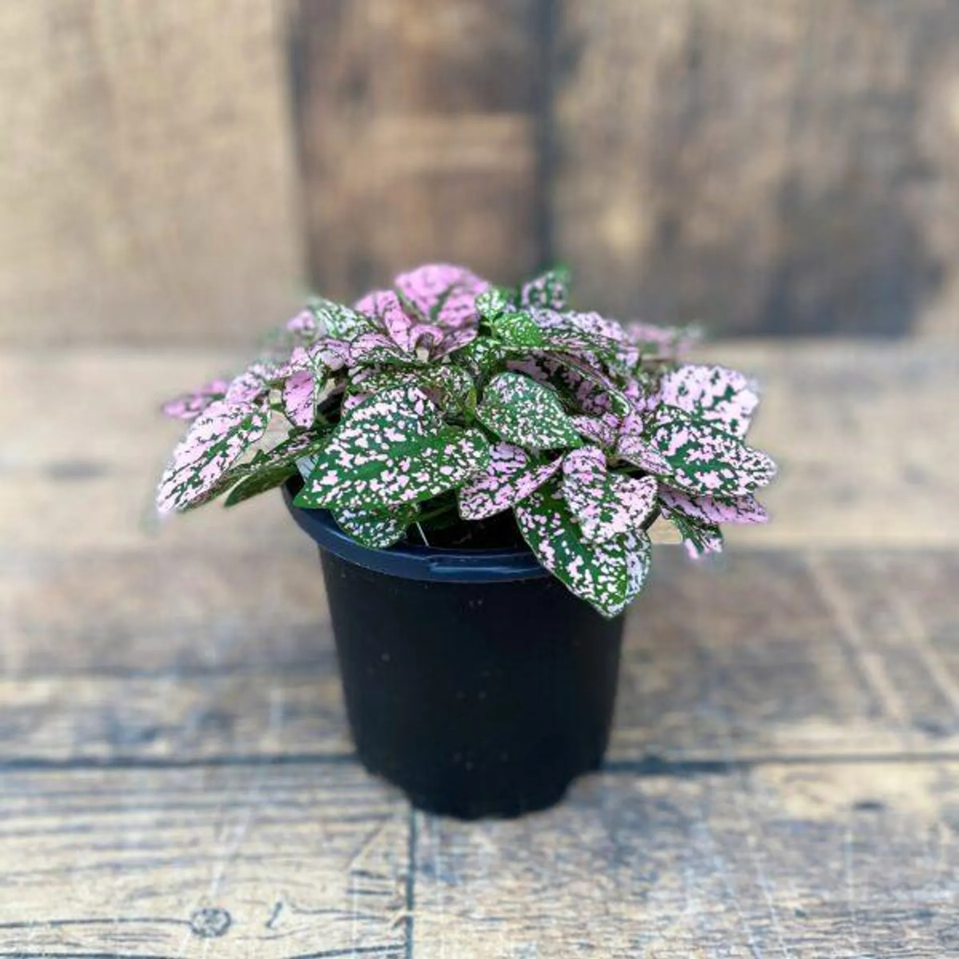 Polka Dot Plant (4″ pot)