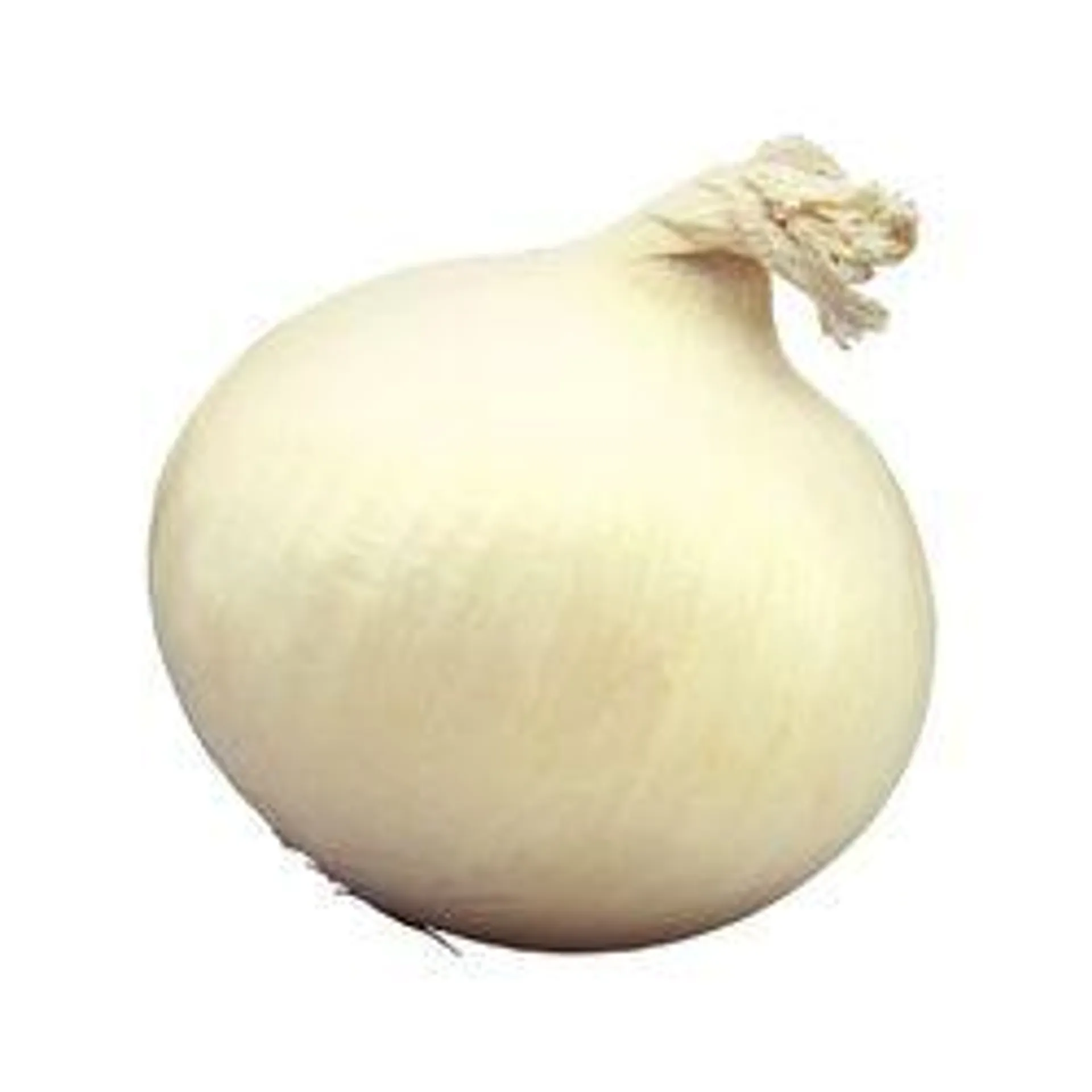 White Onion