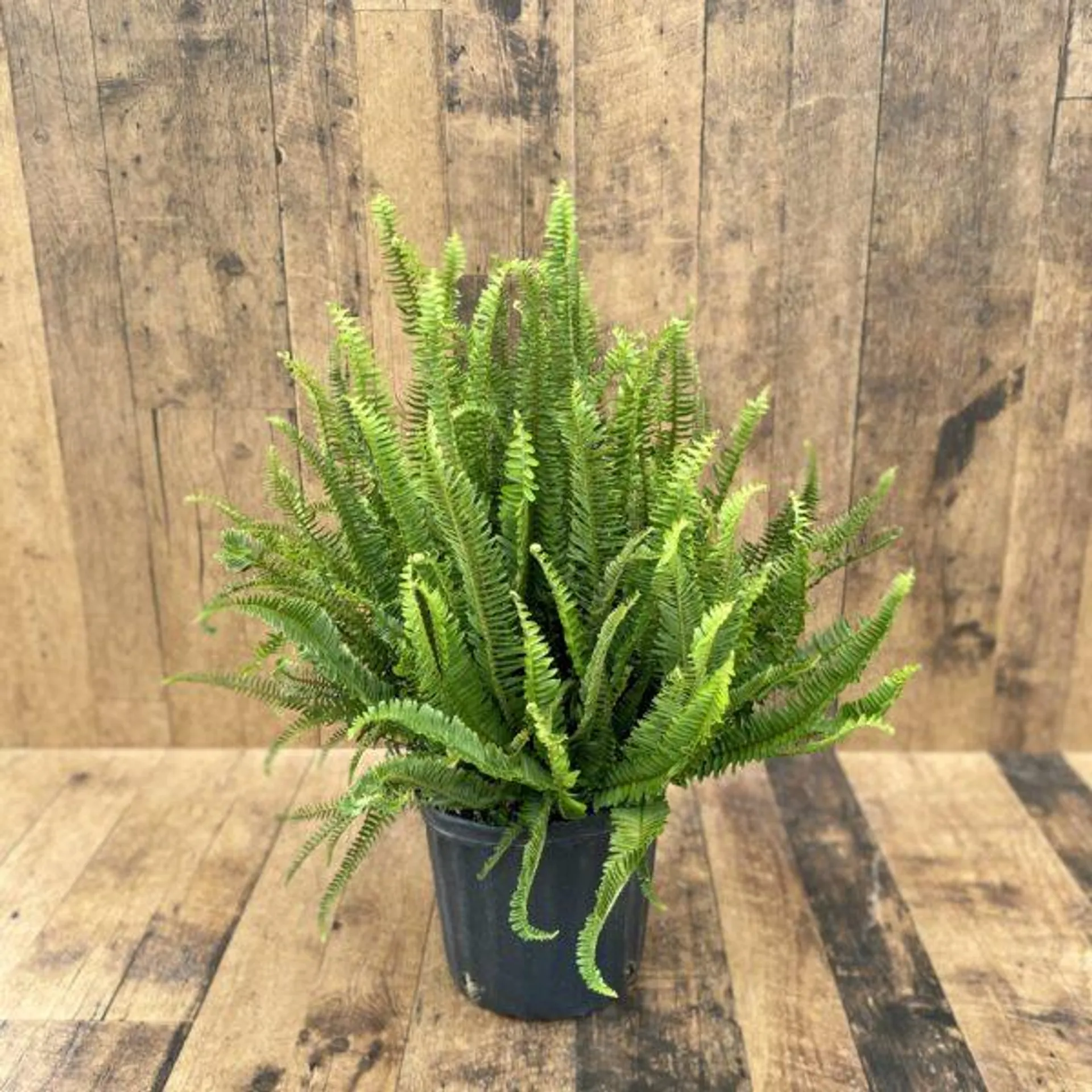 Kimberly Queen Fern (10″ pot)