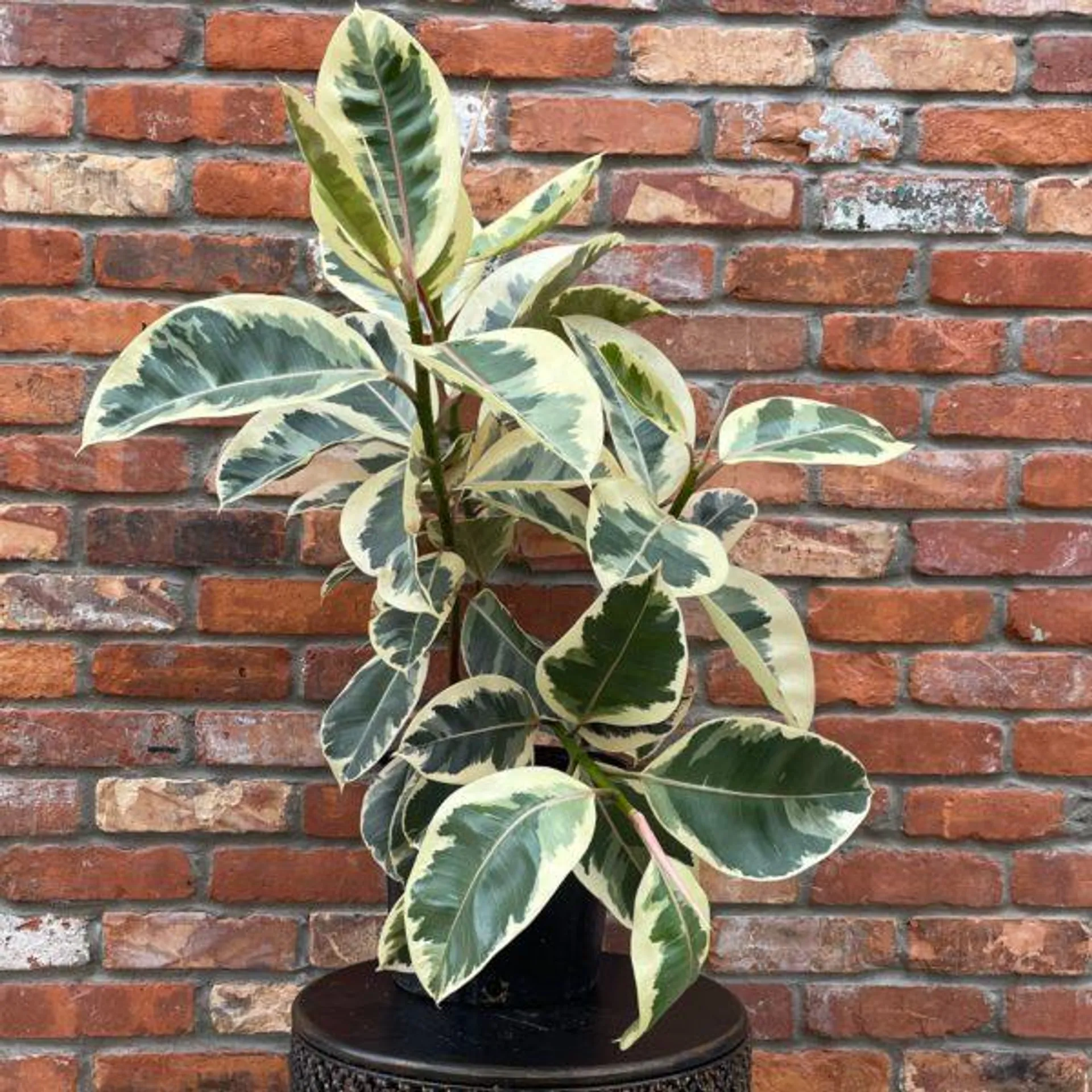 Ficus ‘Tineke’ (multiple sizes available)