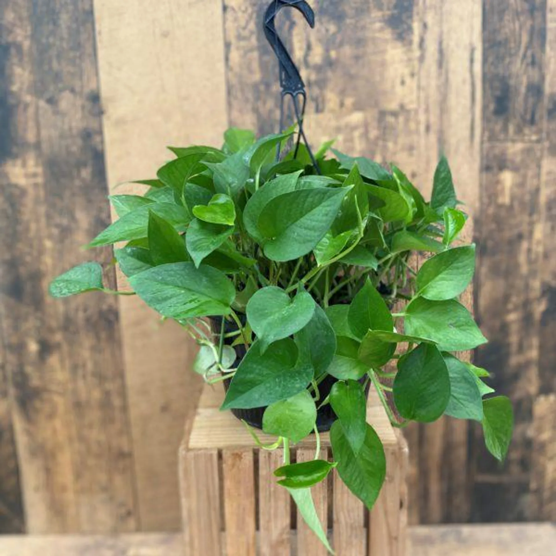 10″ Pothos ‘Jade’ Hanging Basket