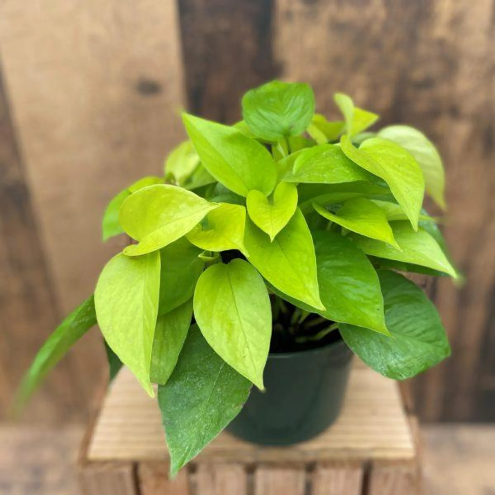 Pothos ‘Neon’ (6″ pot)