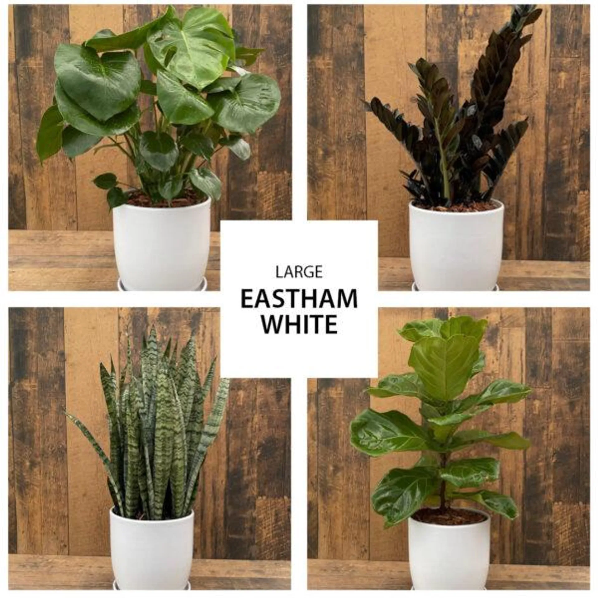 Eastham White Urban Tropical Collection (large)