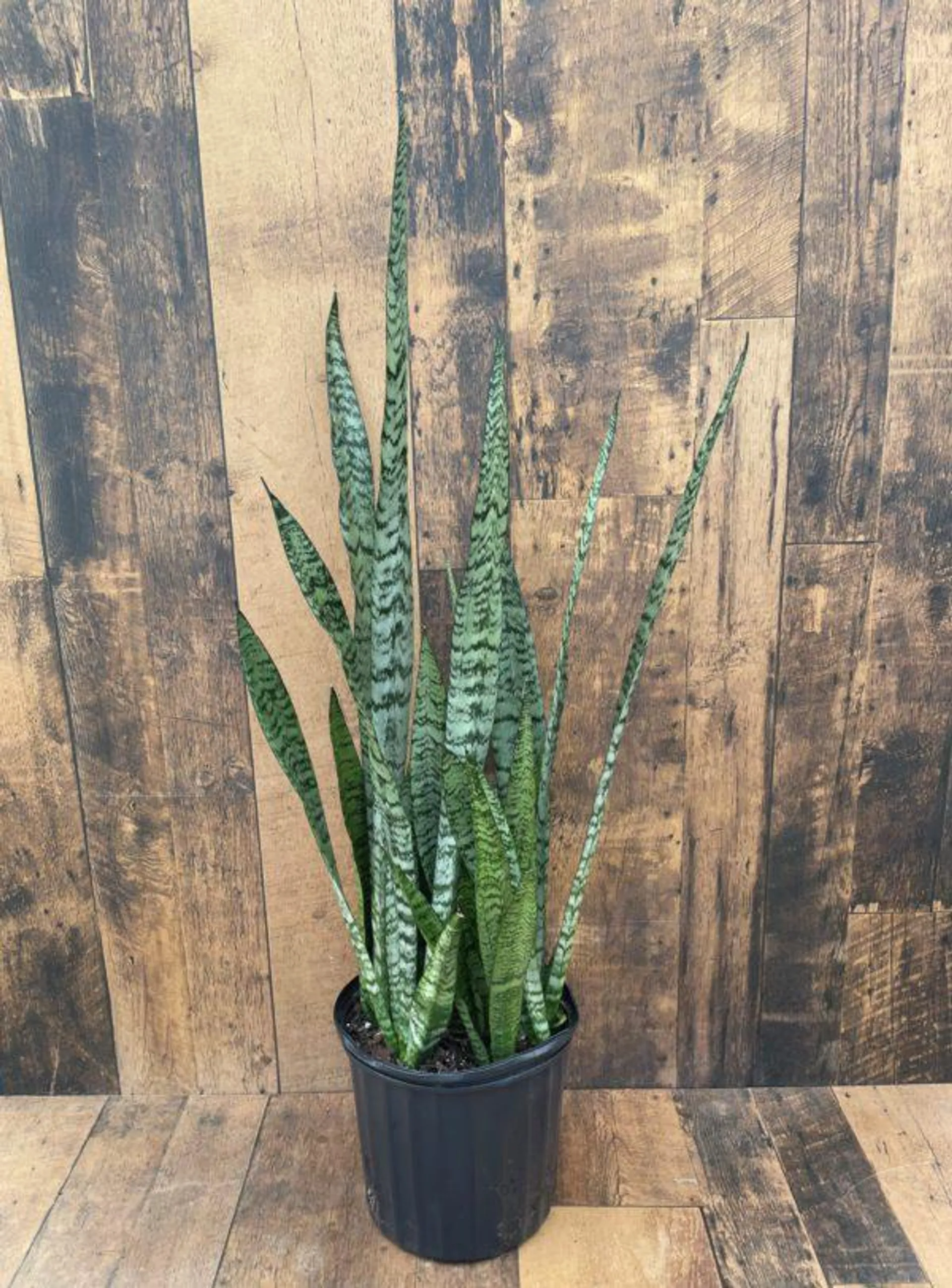 Snake Plant – Sansevieria (multiple sizes available)