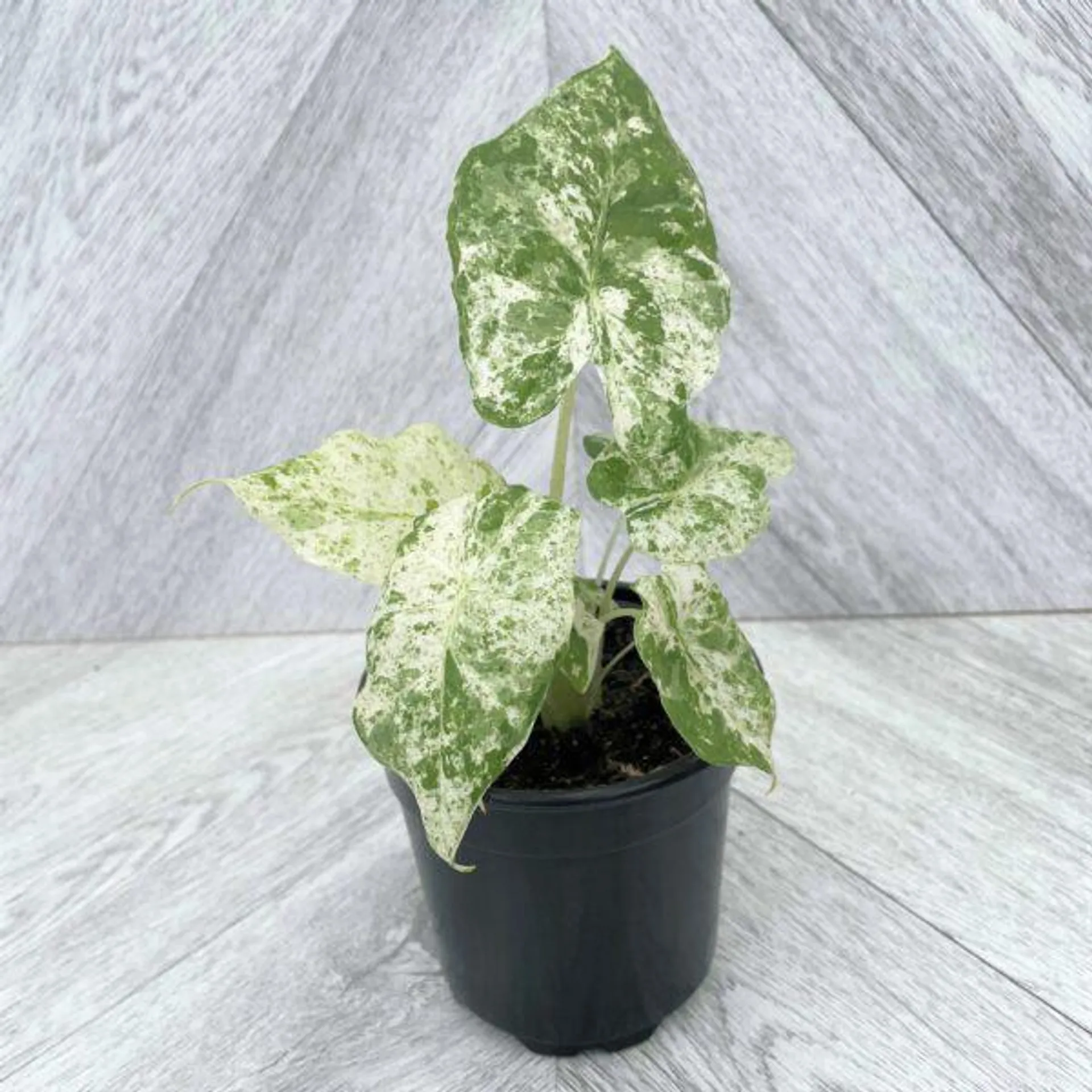 Alocasia macrorrhiza ‘Camouflage’ (variegated)