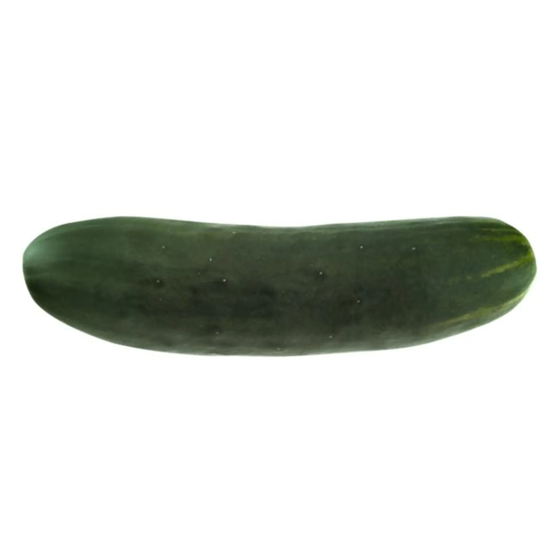 Field Cucumber