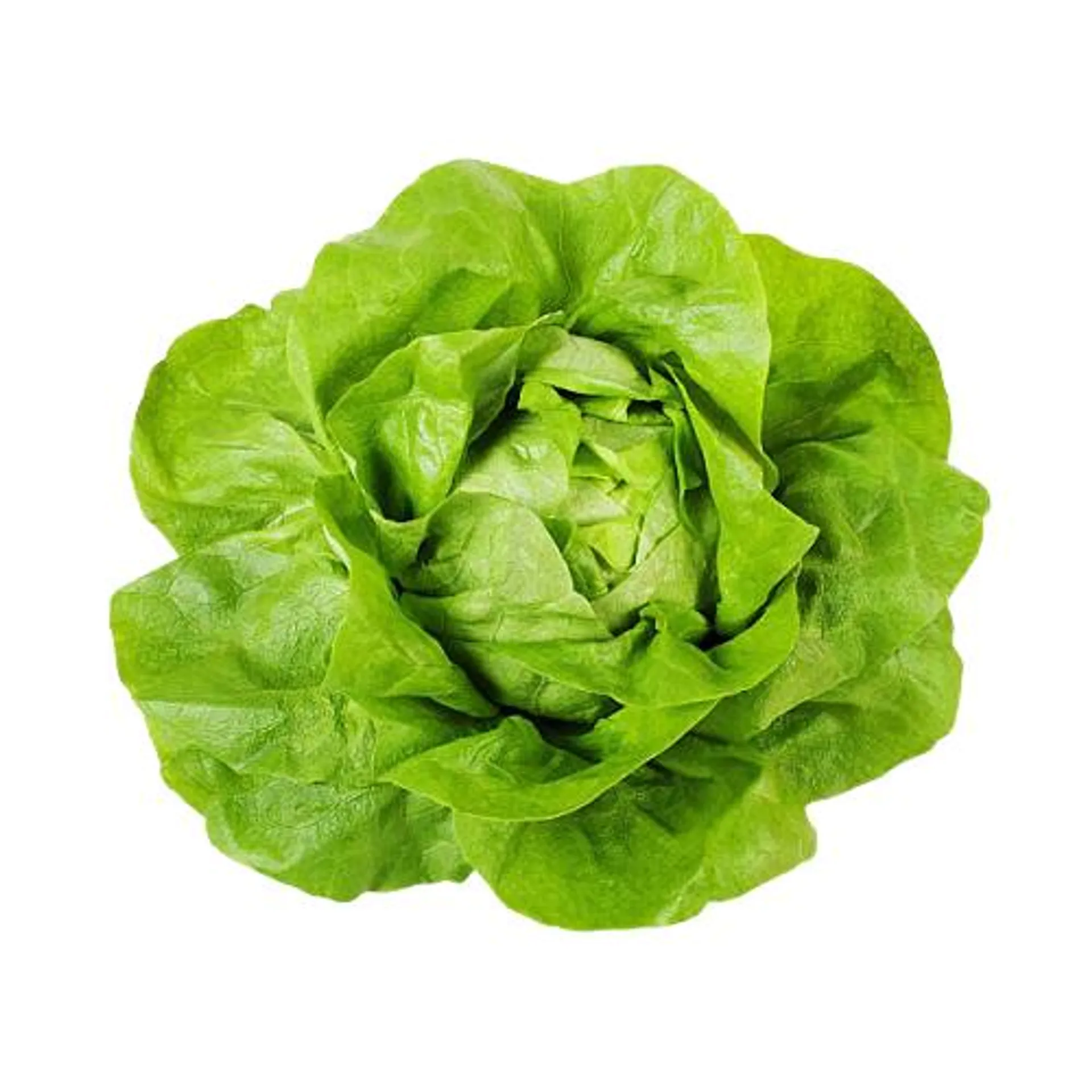 Hydro Boston Leaf Lettuce