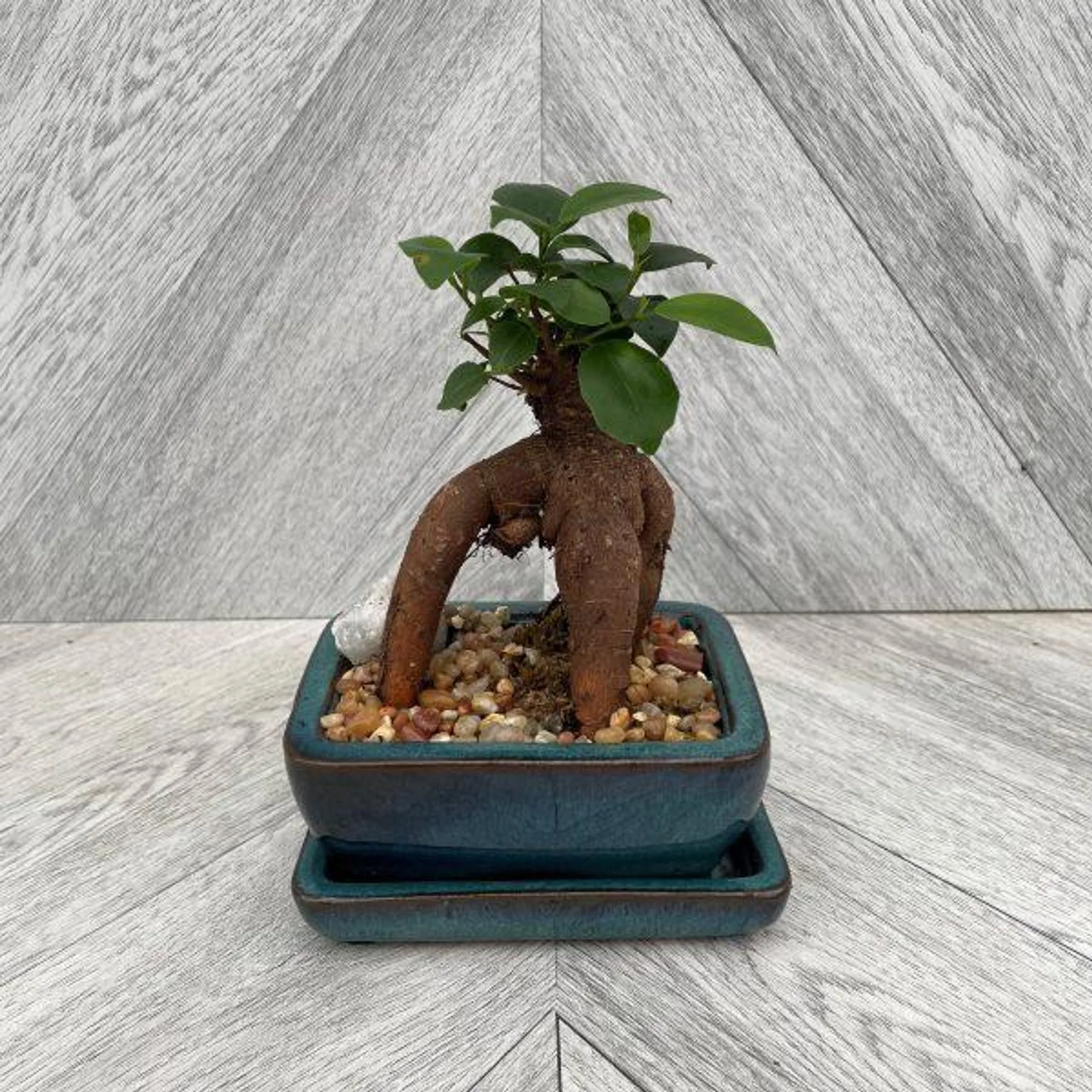 Bonsai Ginseng Ficus (5 Inch)