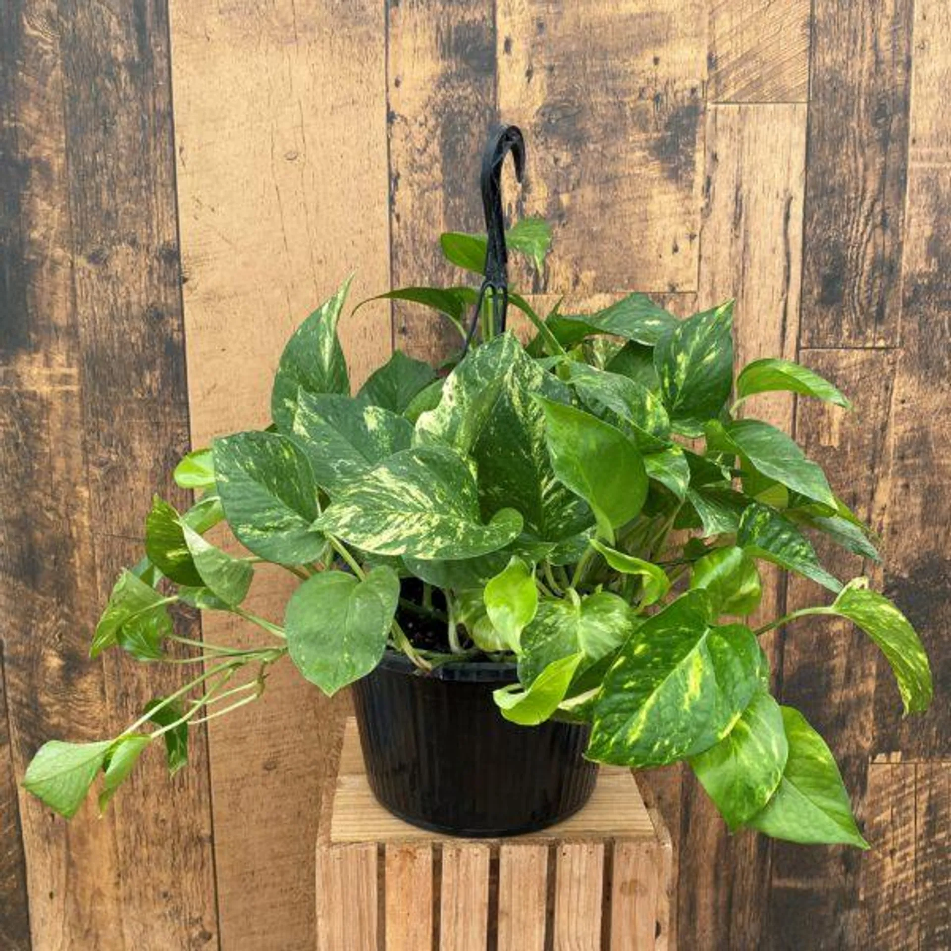 10″ Golden Pothos Hanging Basket