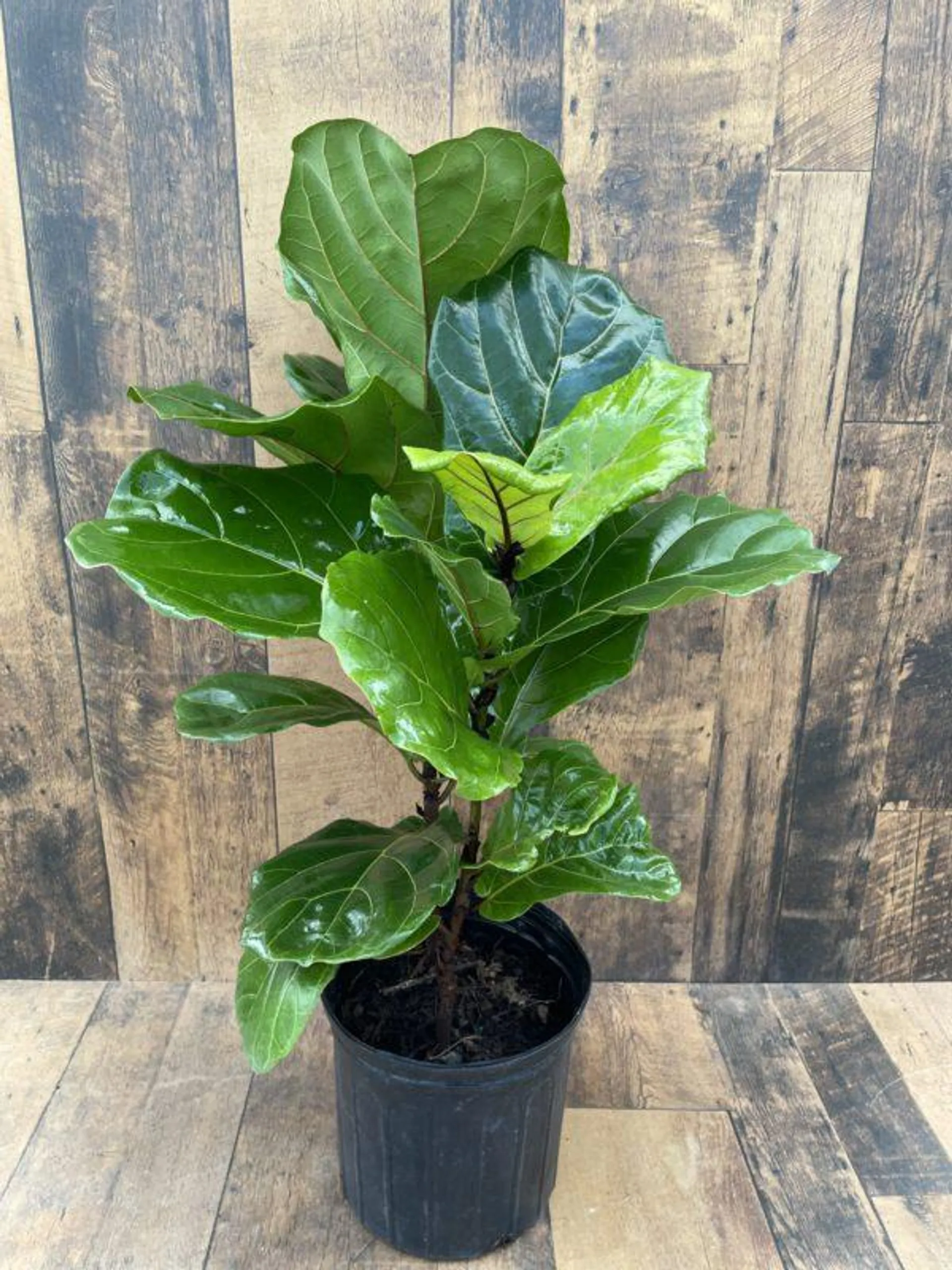 Fiddle Leaf Fig – Ficus lyrata (multiple sizes available)