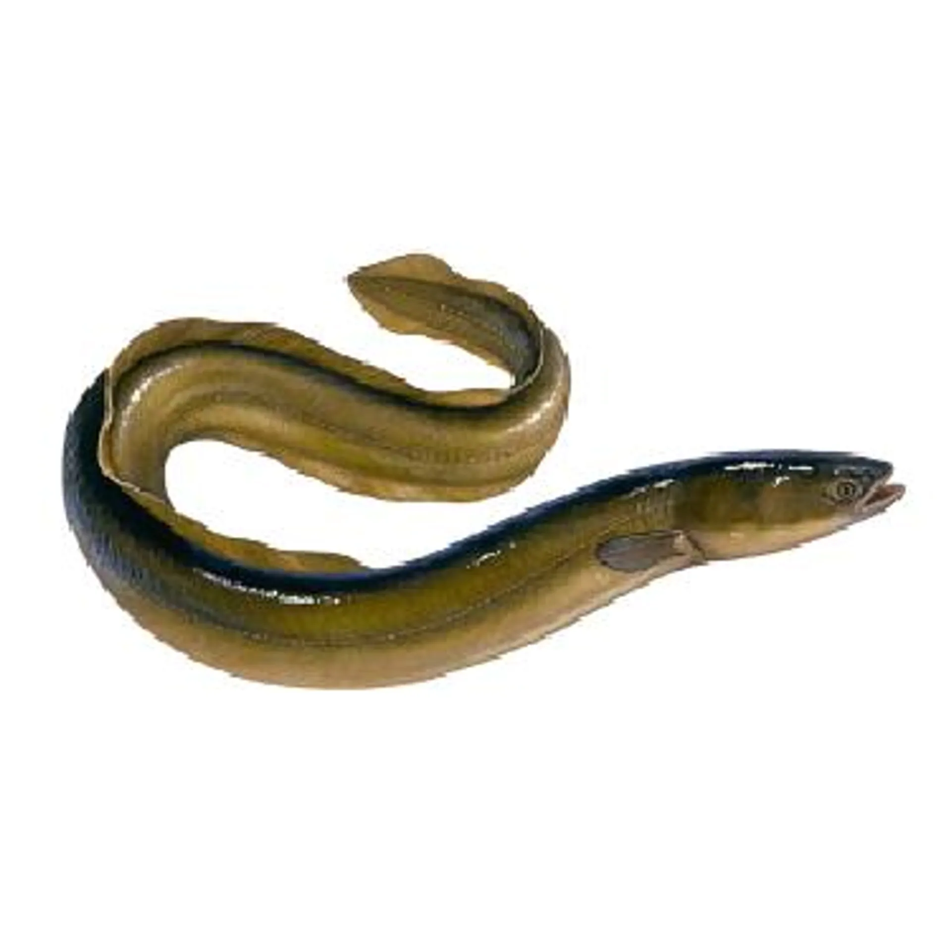 Live Yellow Eel