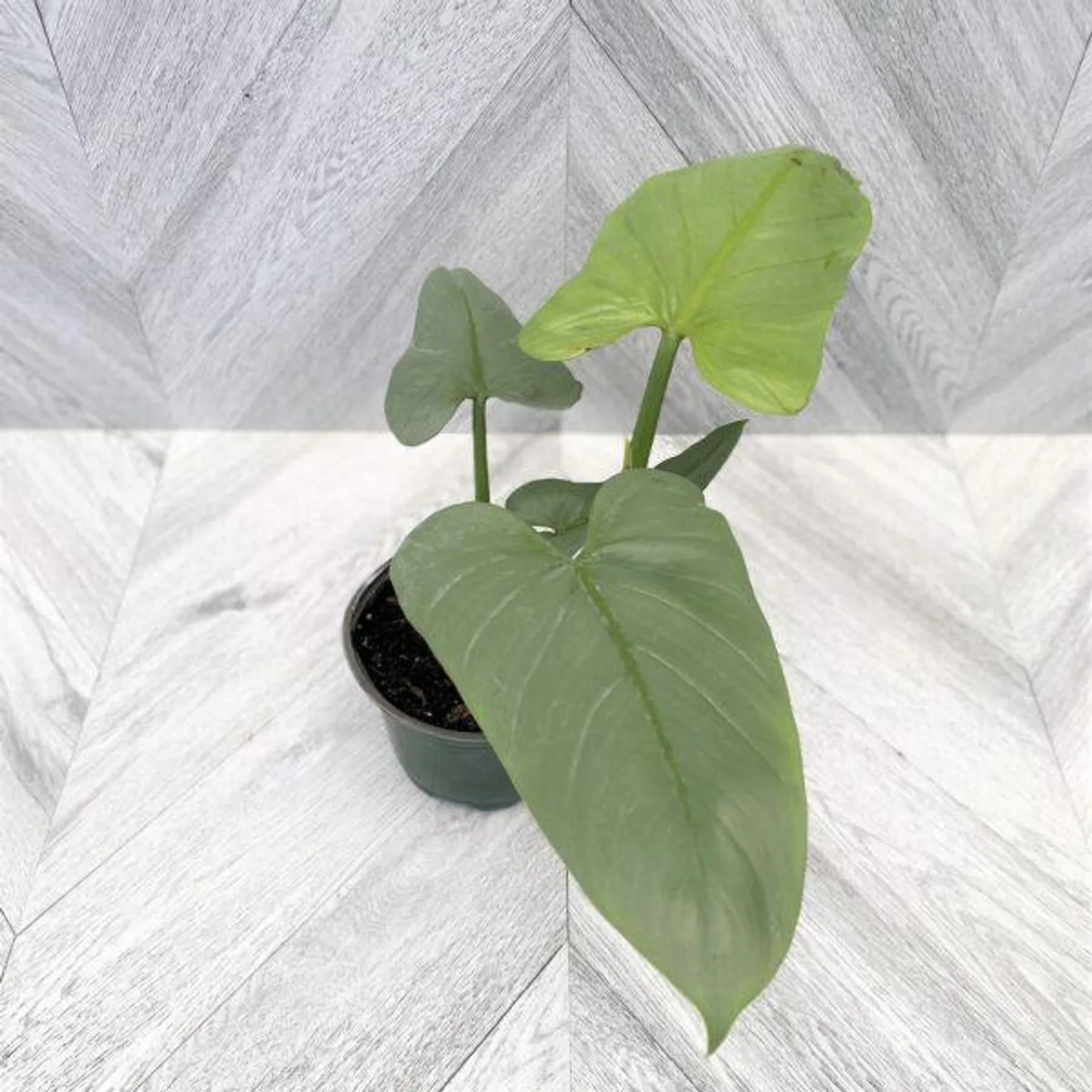 Philodendron ‘Silver Sword’