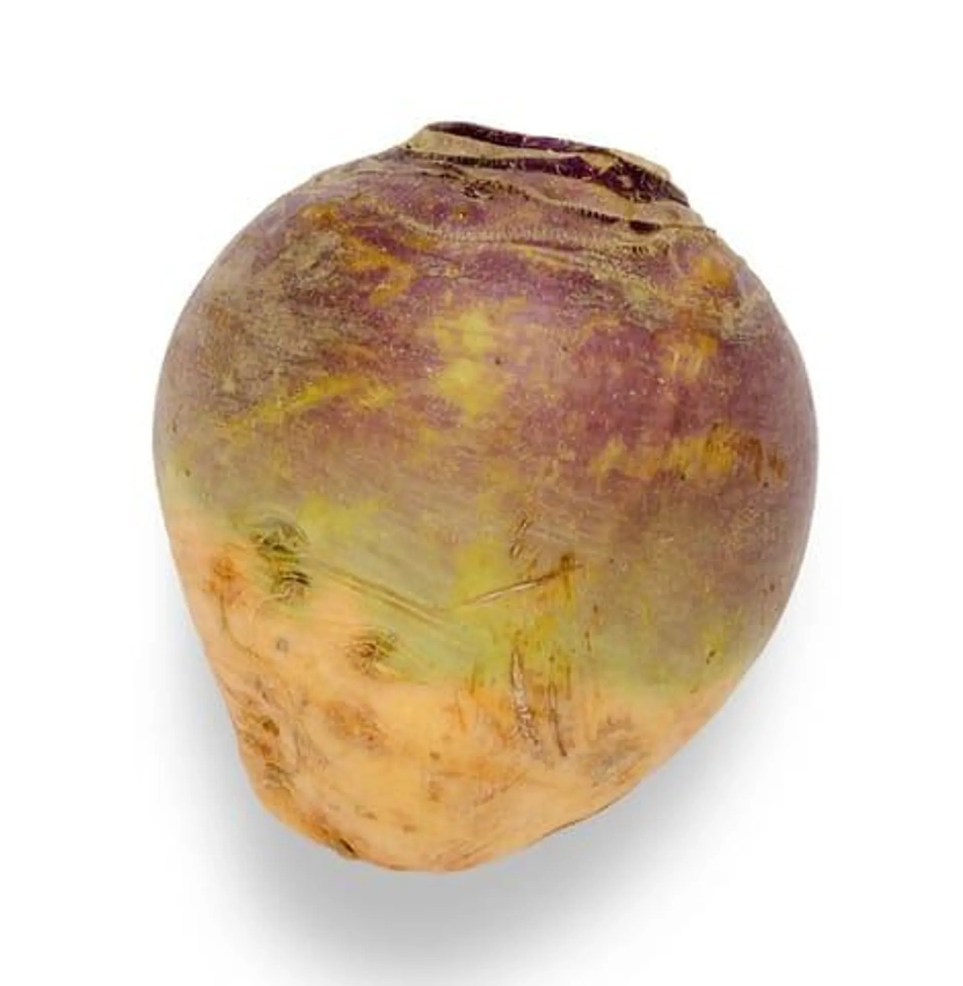 Rutabaga biologique