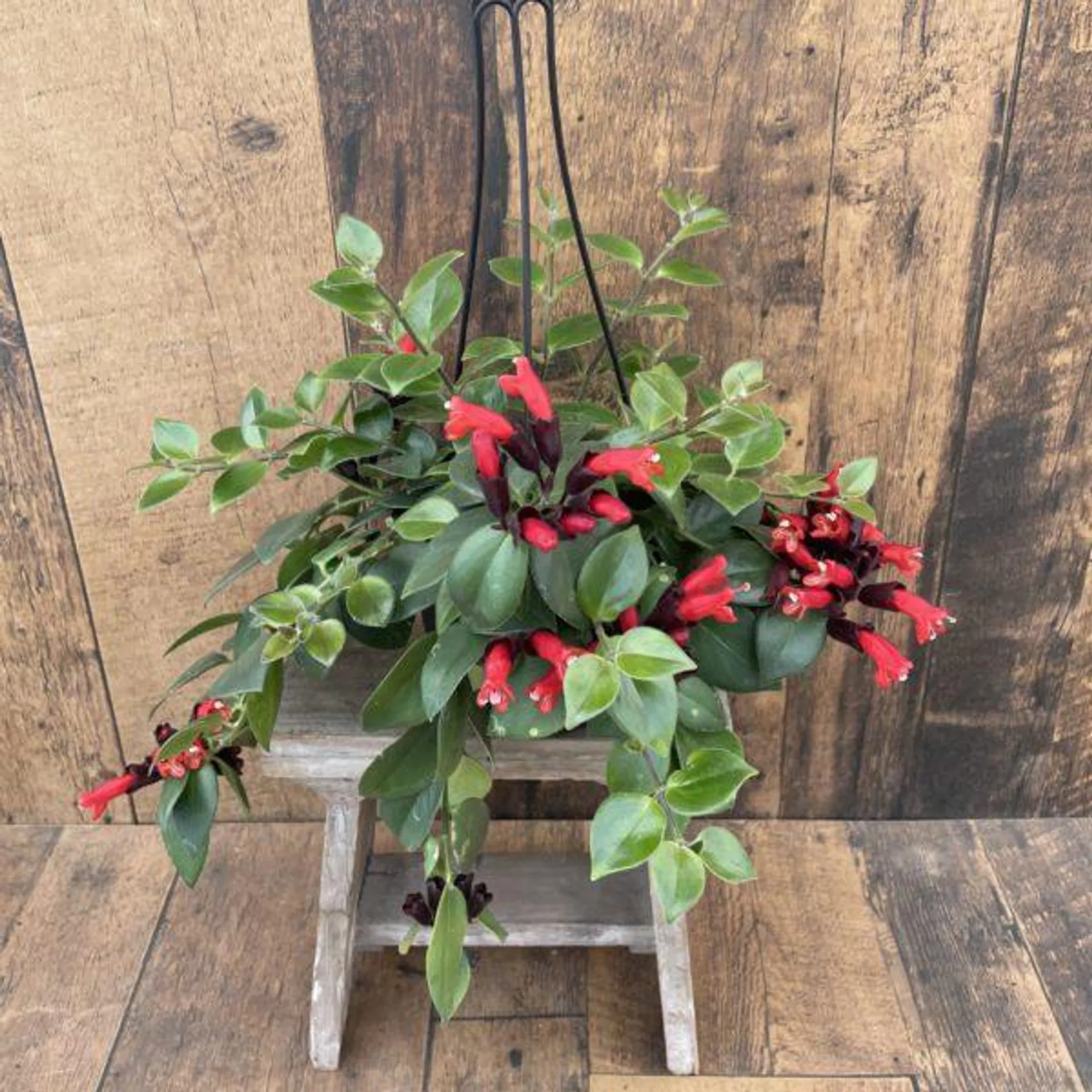 6.5″ Lipstick Plant Hanging Basket