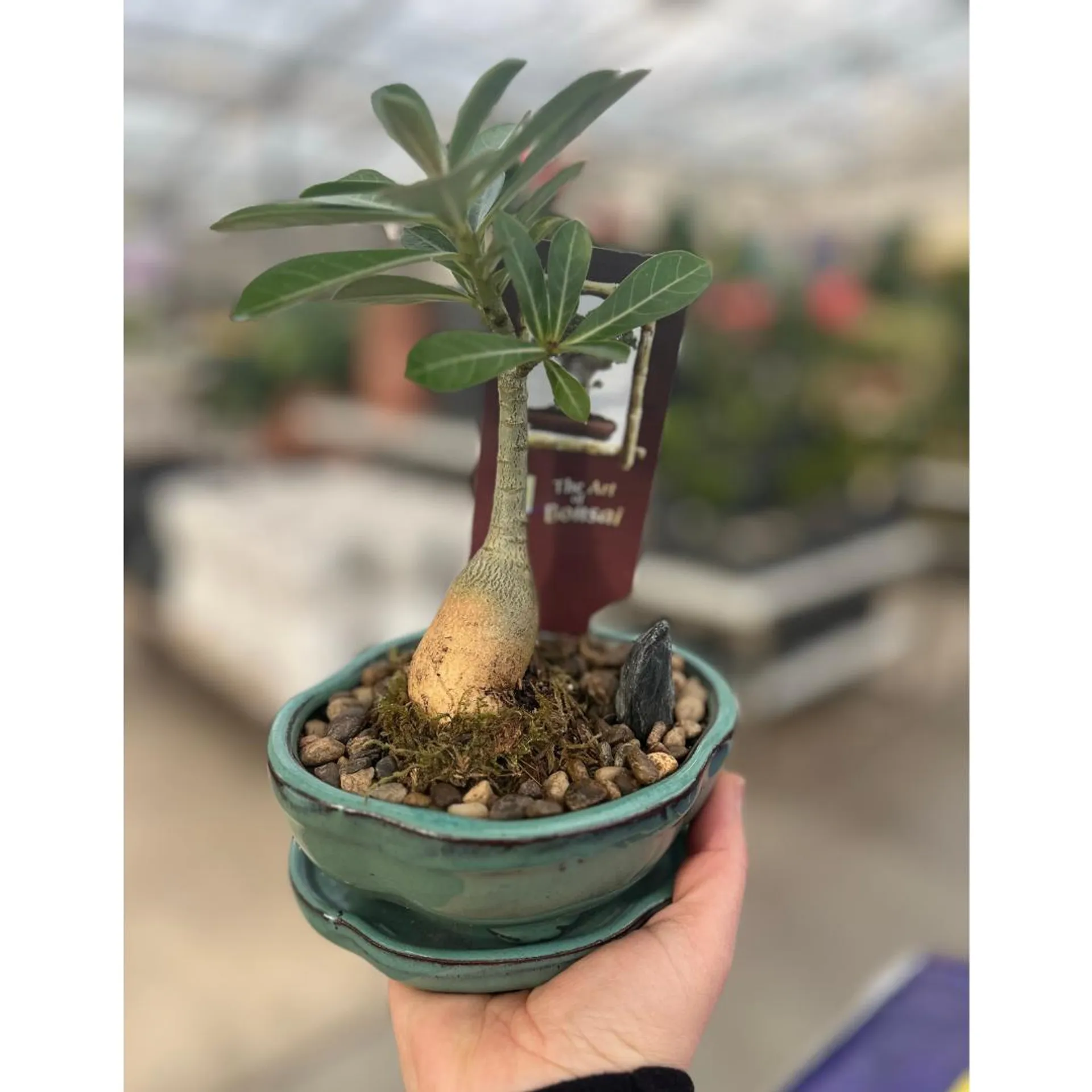 5″ Desert Rose Bonsai