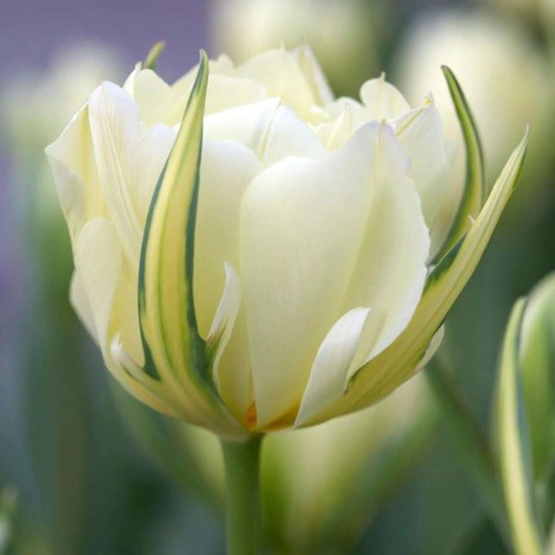 Tulip Fosteriana White Valley