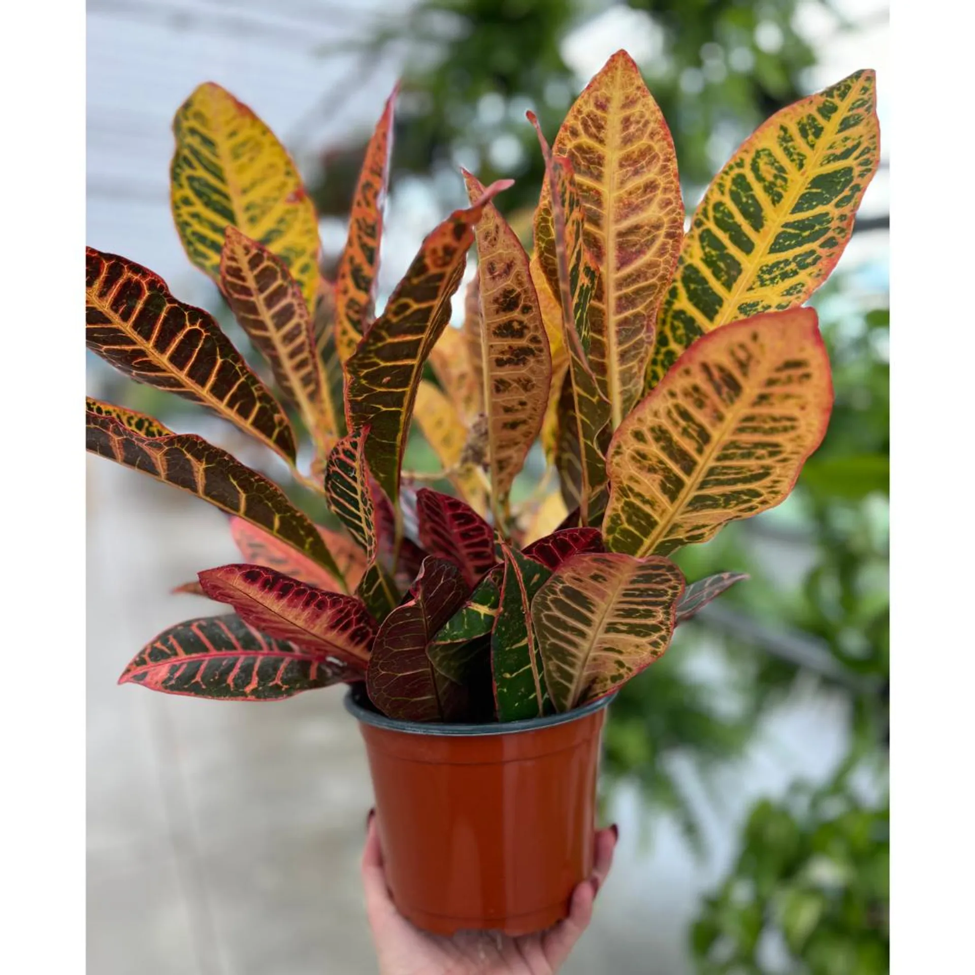 6″ Croton Petra