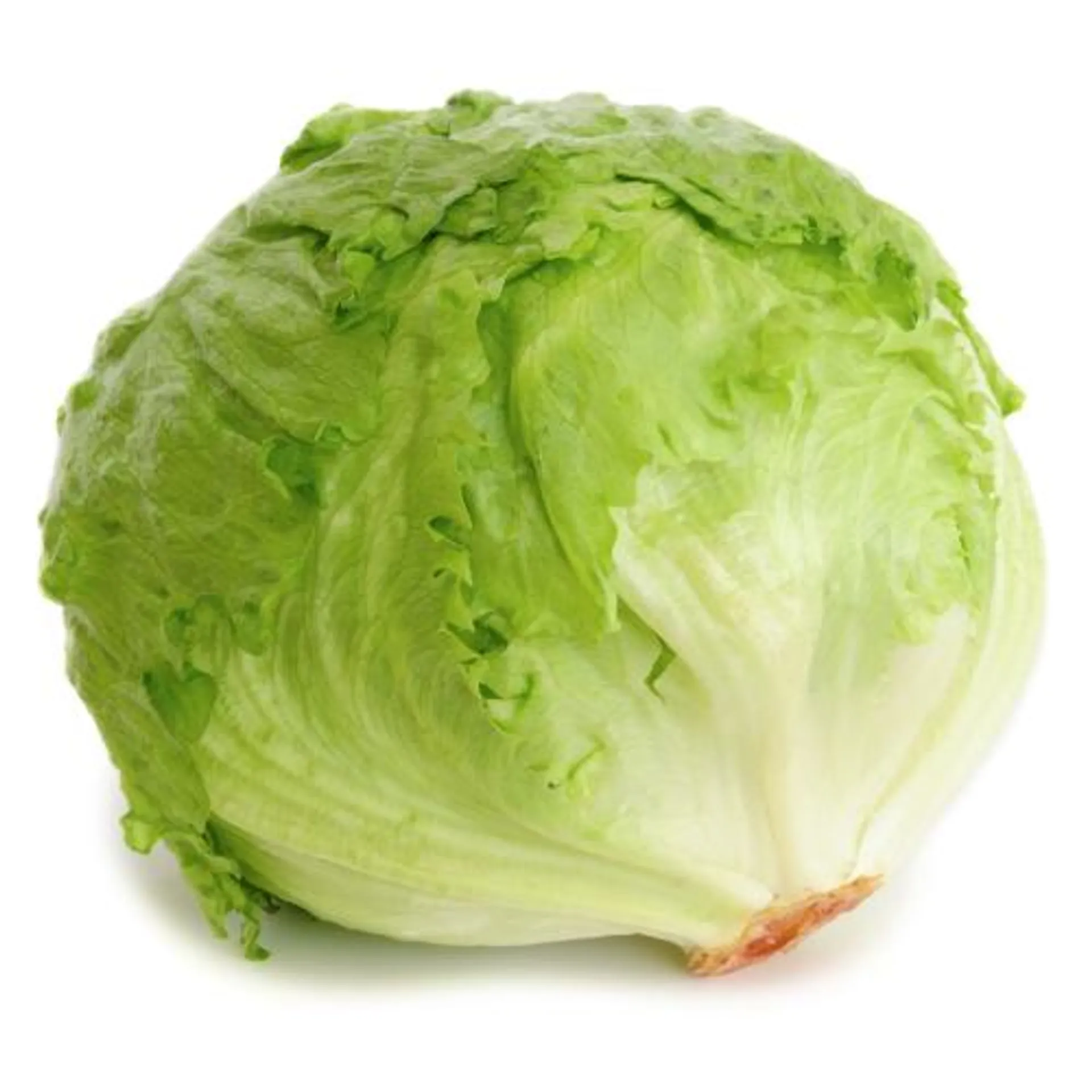 Cello Iceberg Lettuce