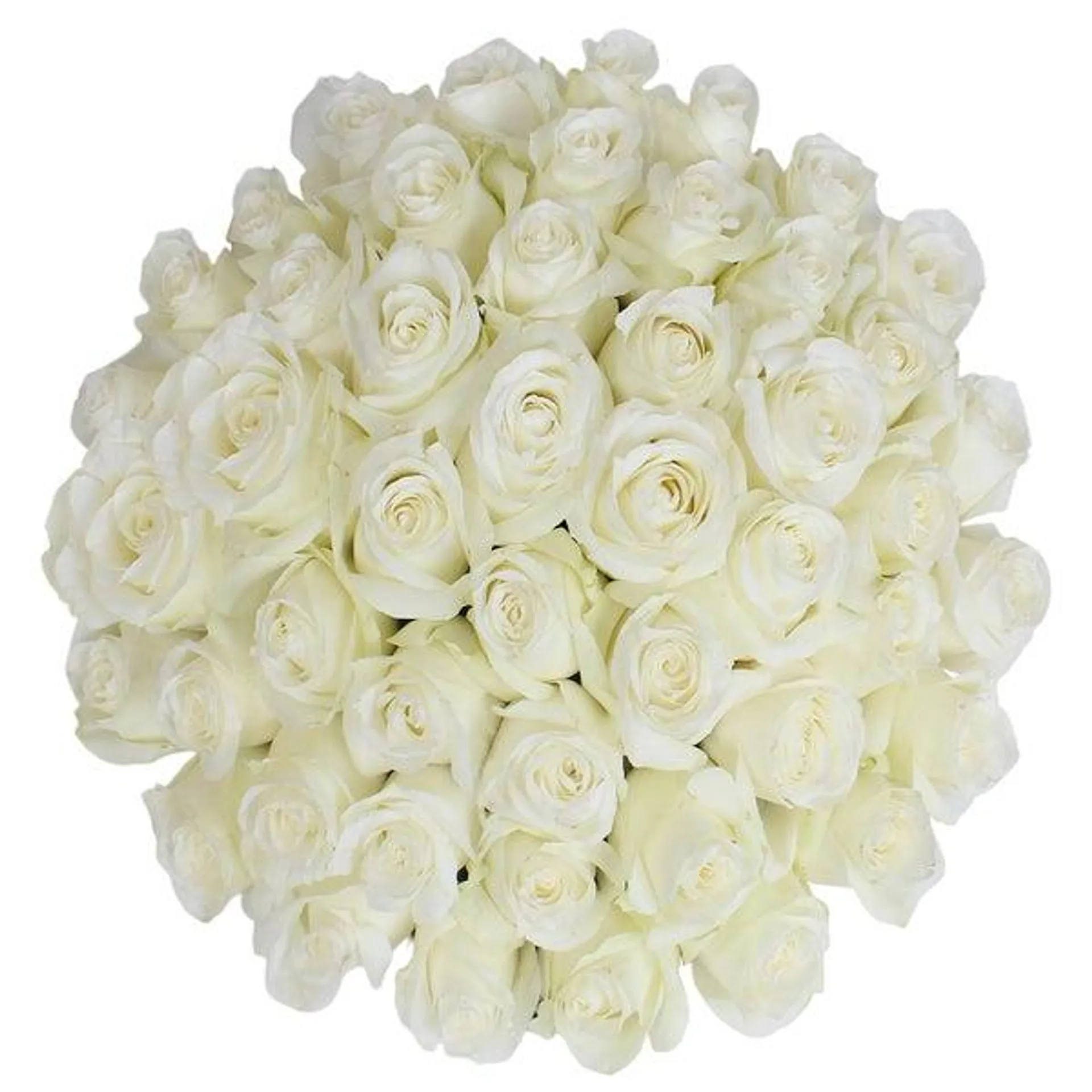 Roses, 48 Stems - White