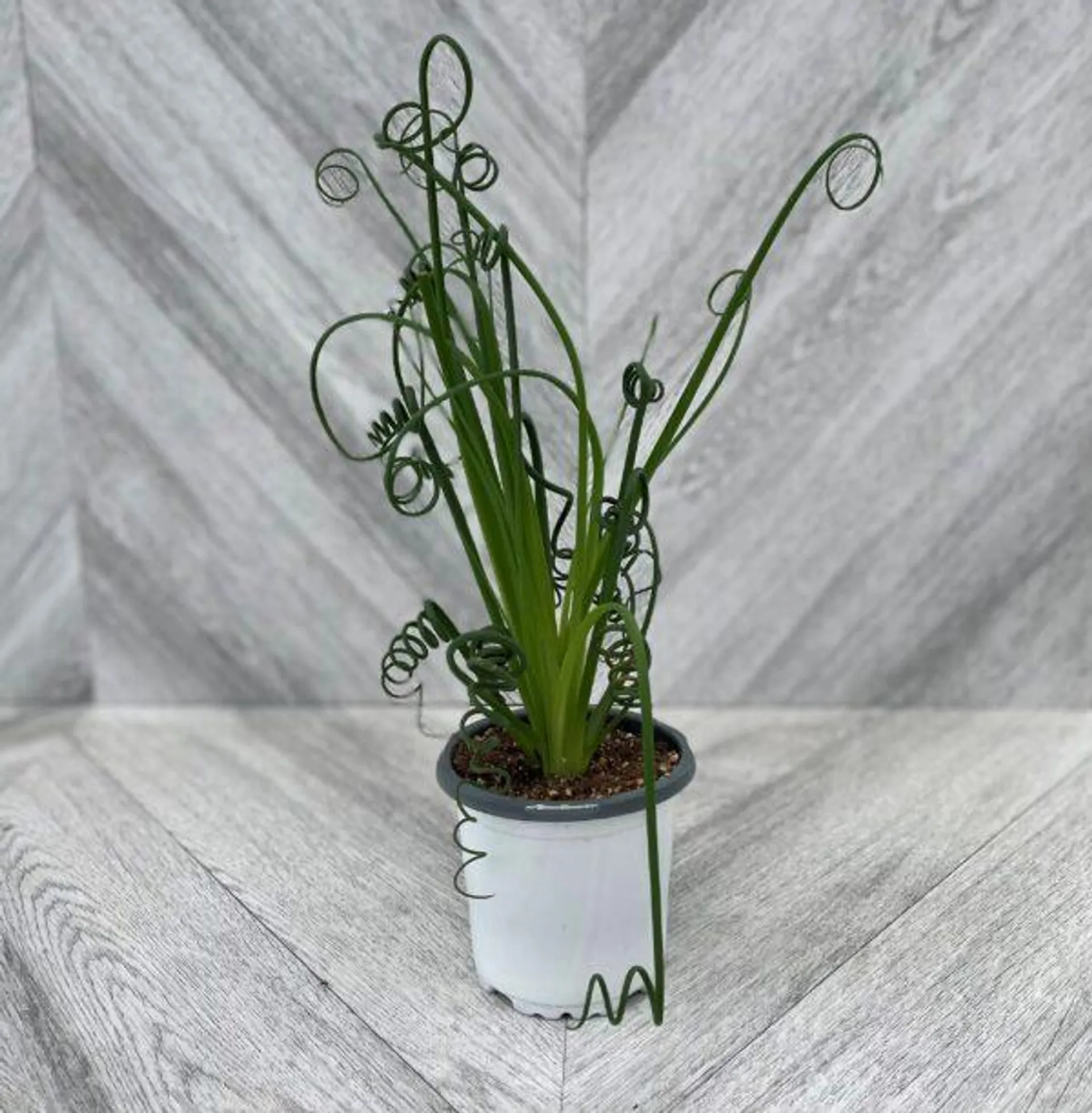 Albuca Spiralis (Frizzle Sizzle)