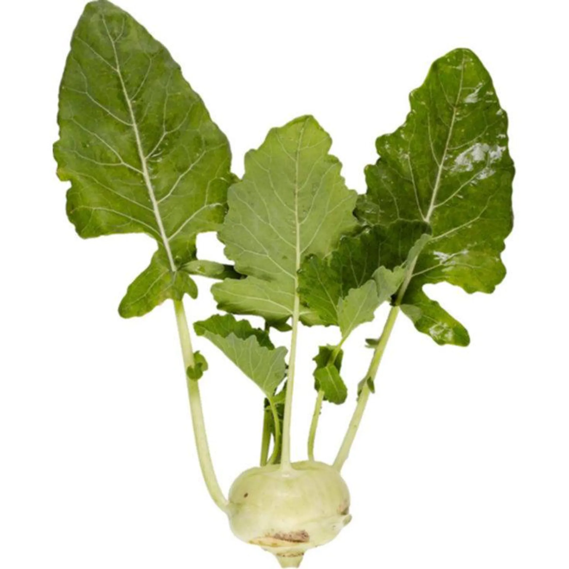 Naturaplan Bio Kohlrabi 1 Stück