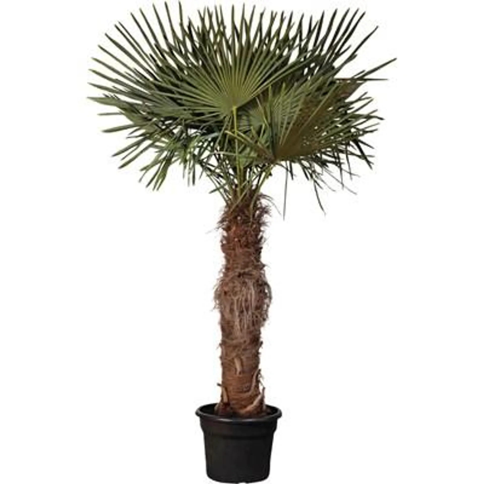 Tessinerpalme 240-260 cm, P35 l